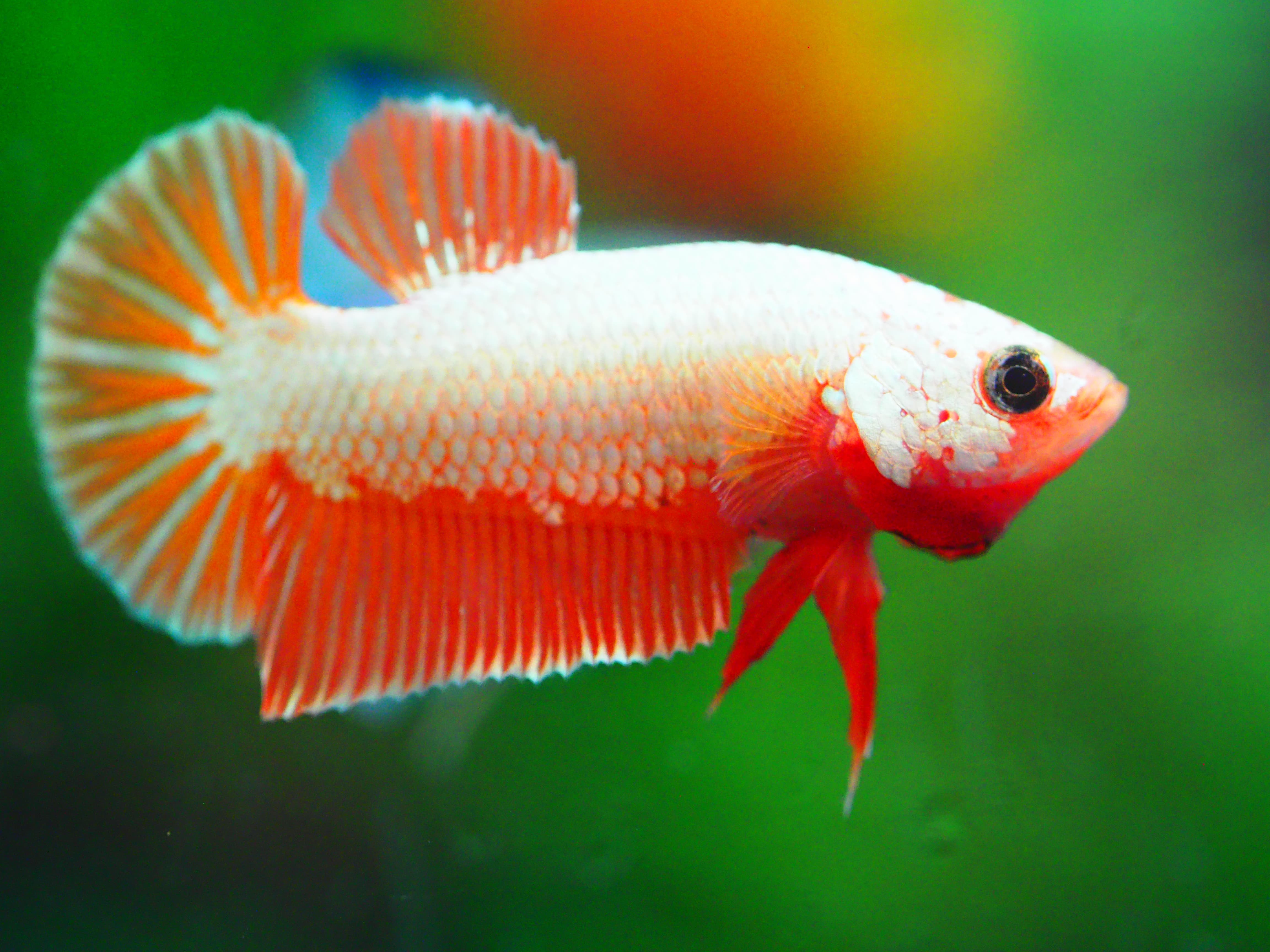 HMPK COPPER FANCY MALE GRADE A +++