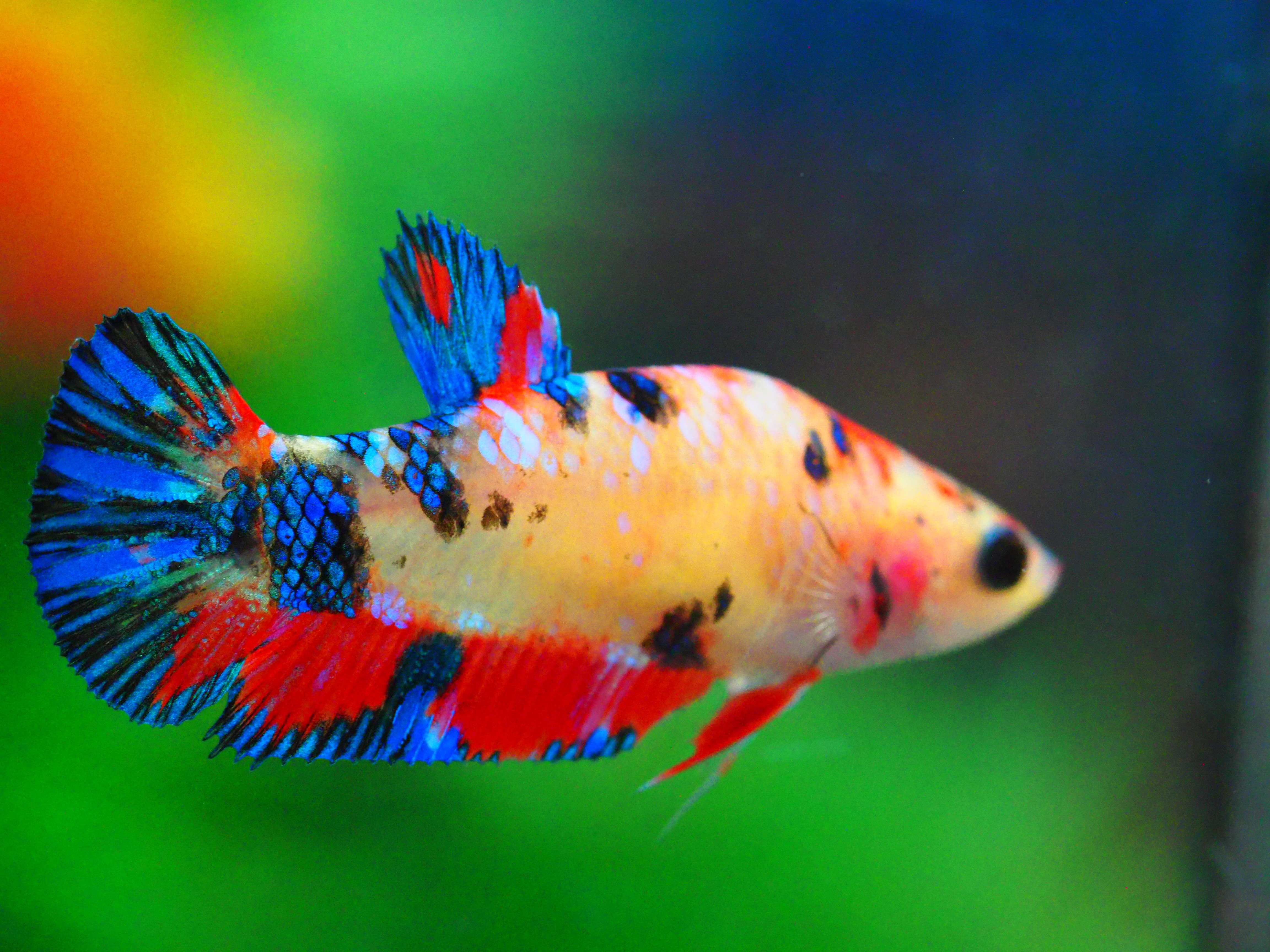 HMPK NEMO GALAXY FNMALE