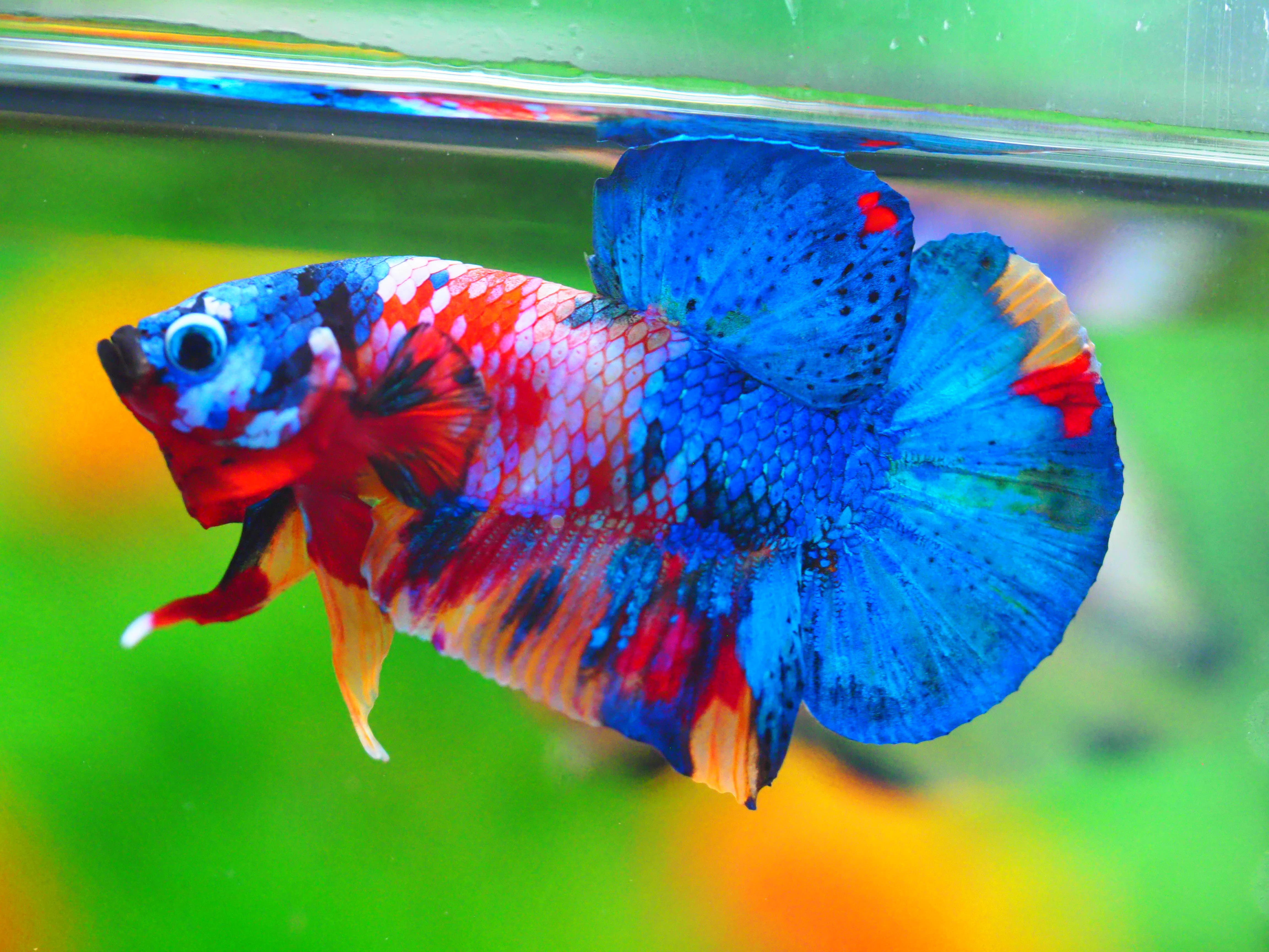 HMPK KOI GALAXY MALE GRADE A +++