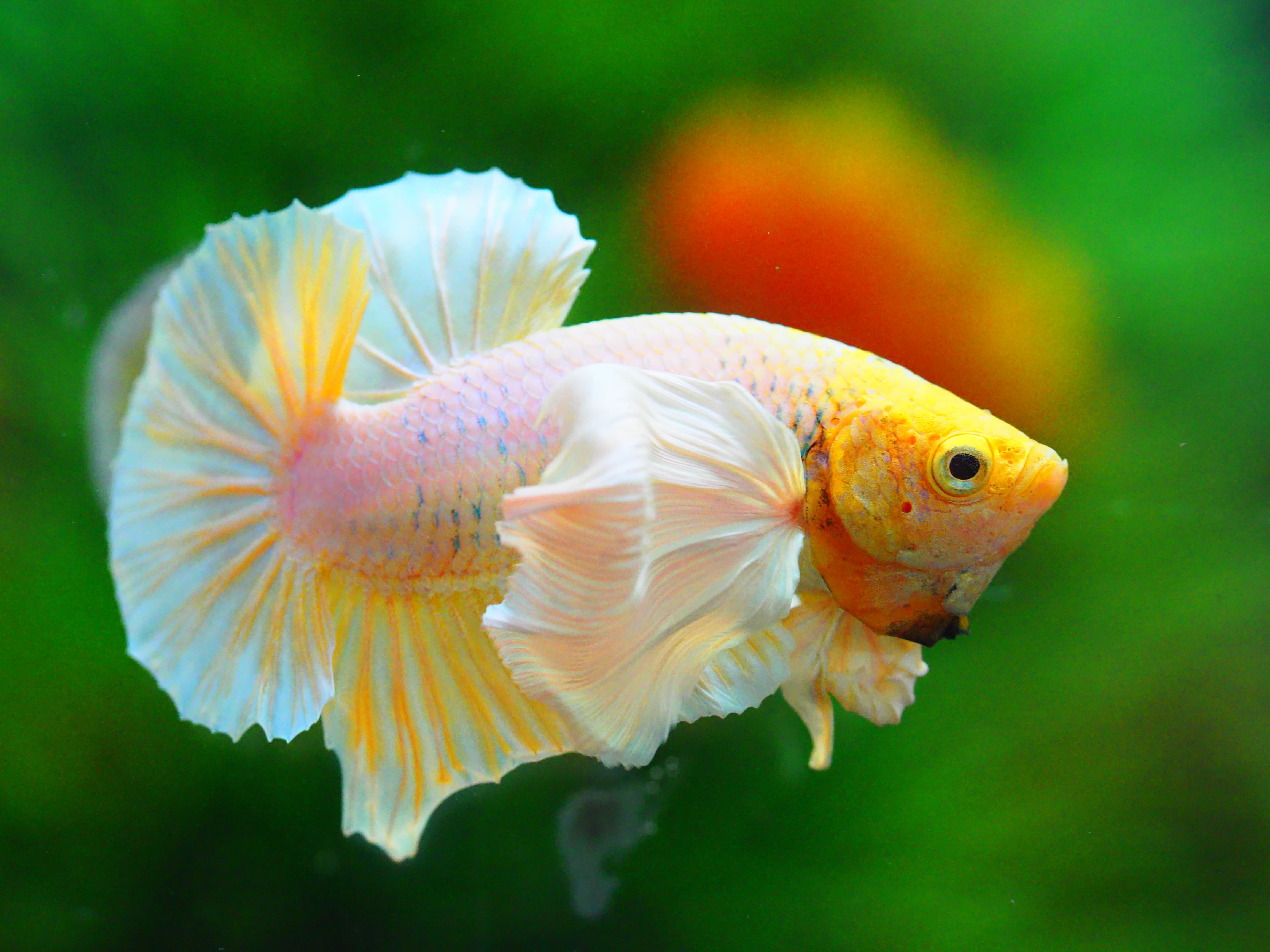 HMPK DUMBO MALE GRADE A +++