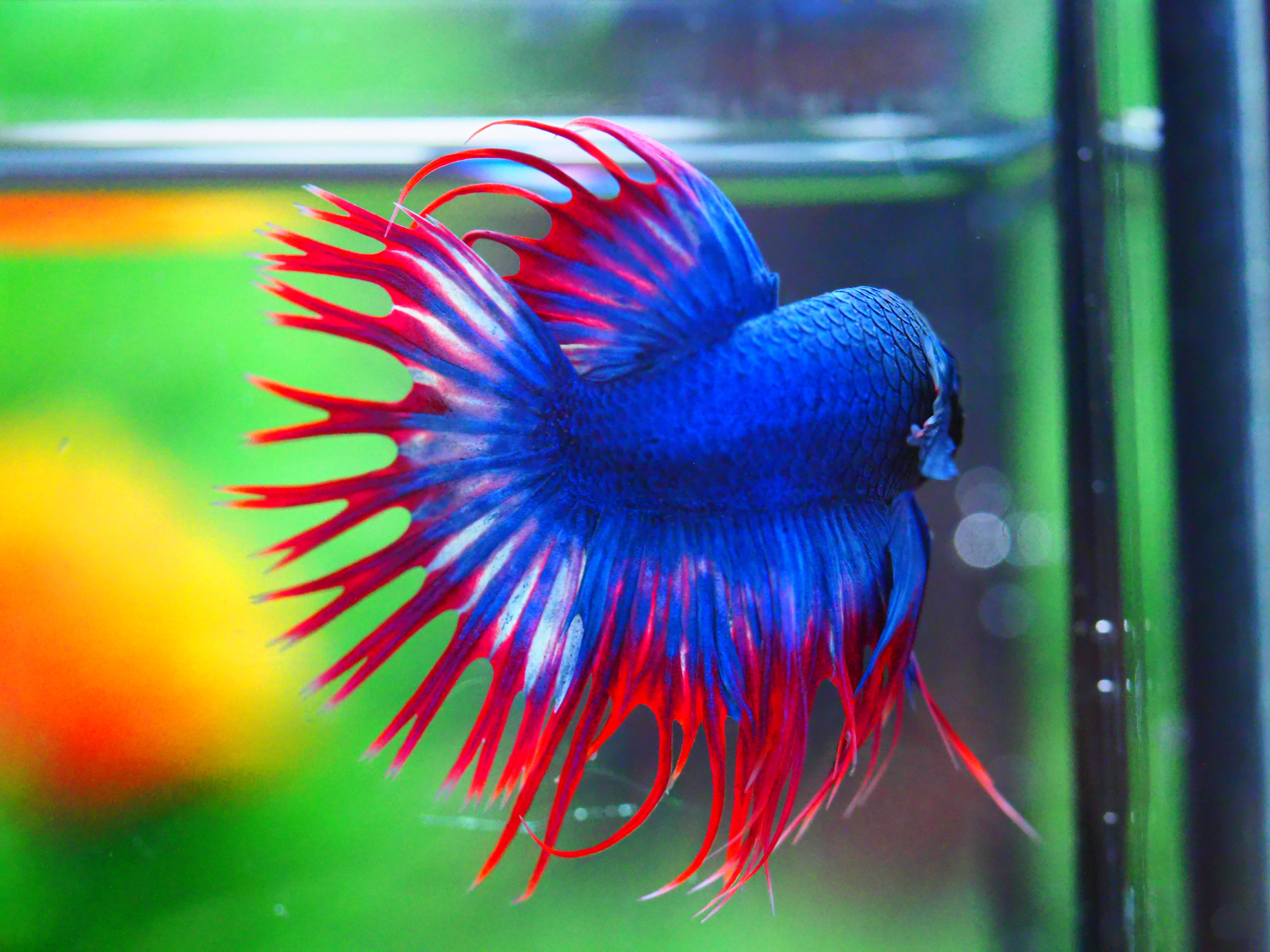 CT FANCY MALE GRADE A +++