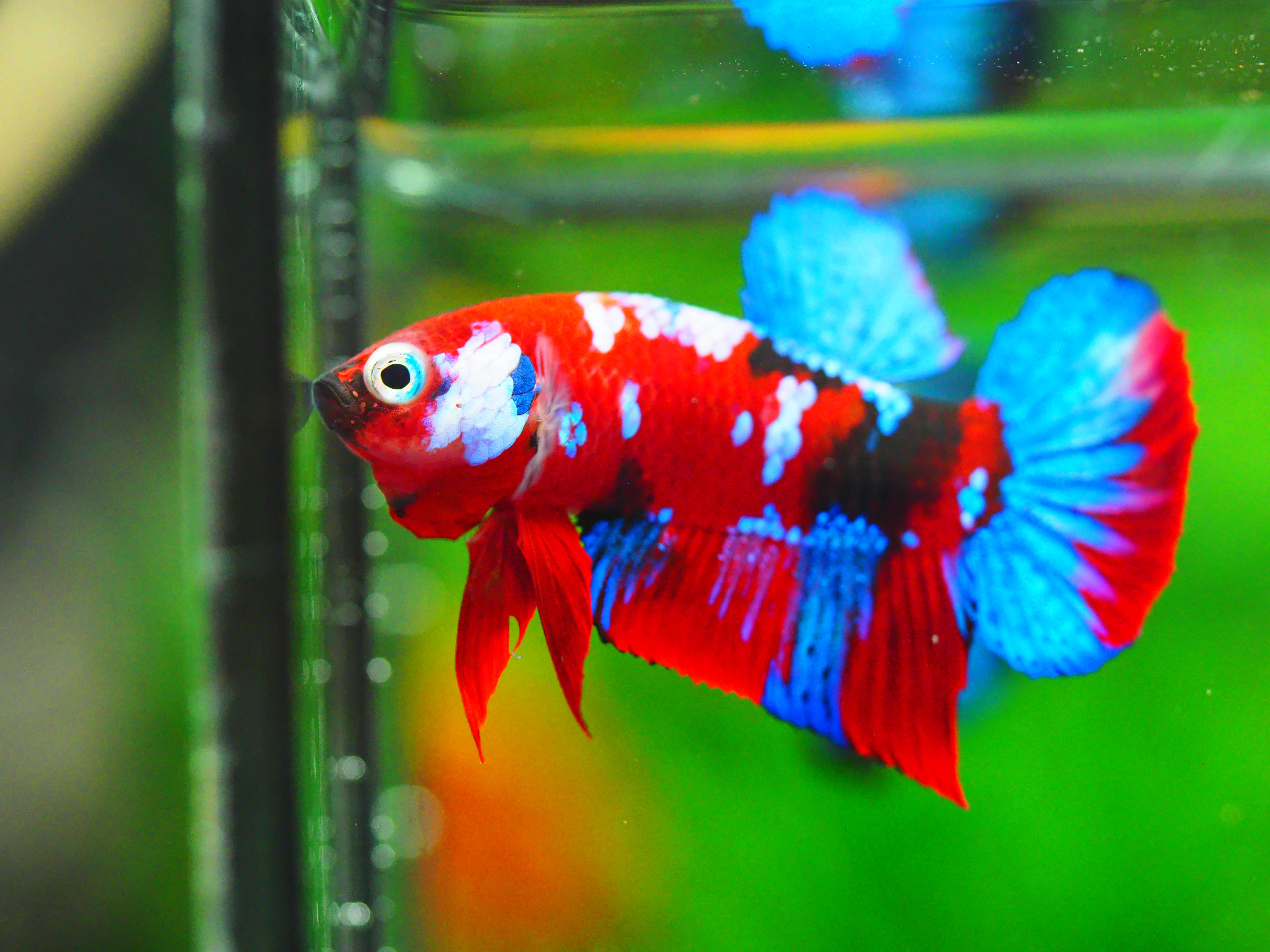 HMPK KOI GALAXY MALE GRADE A +++