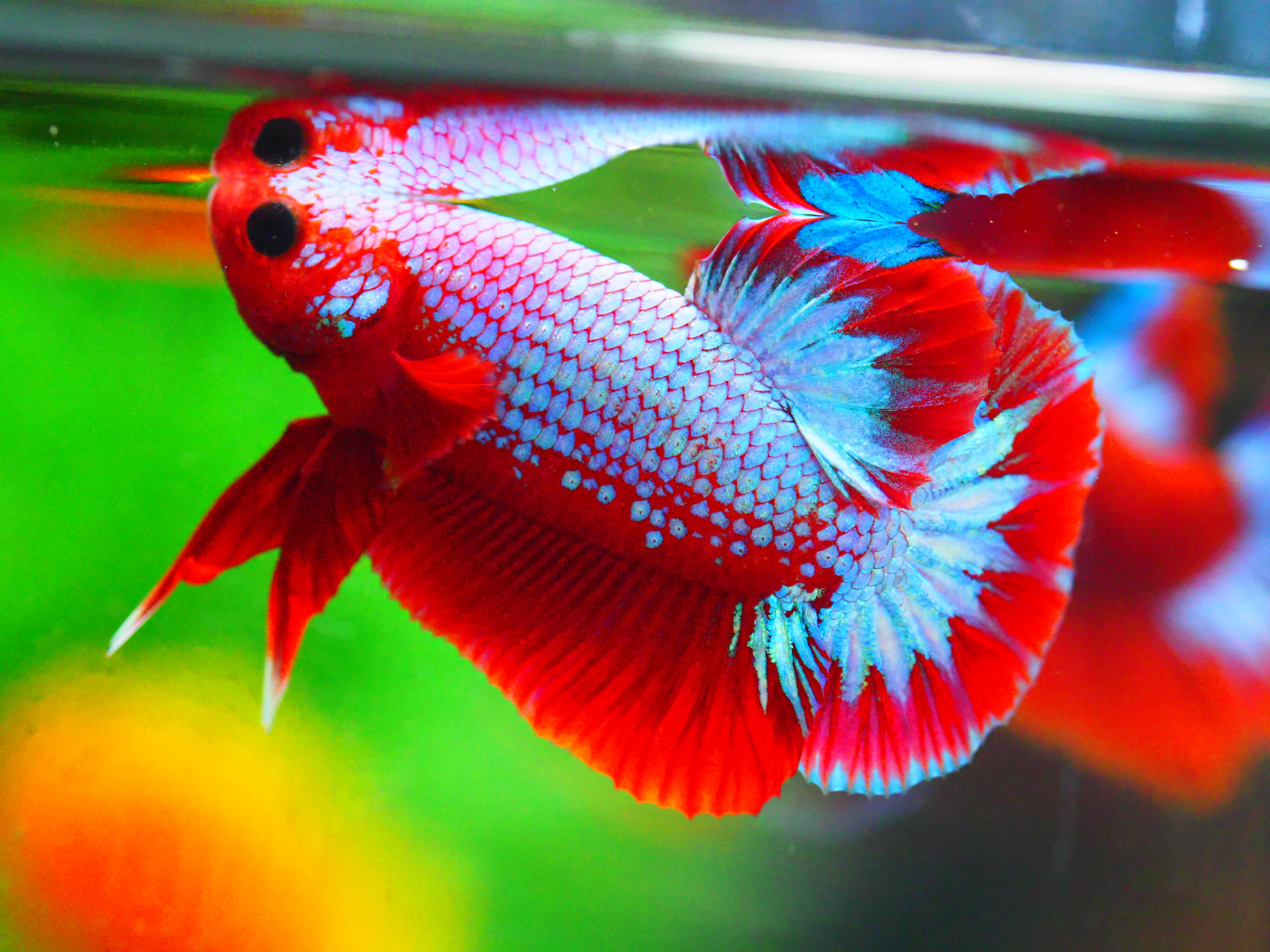 HMPK FANCY MALE GRADE A +++