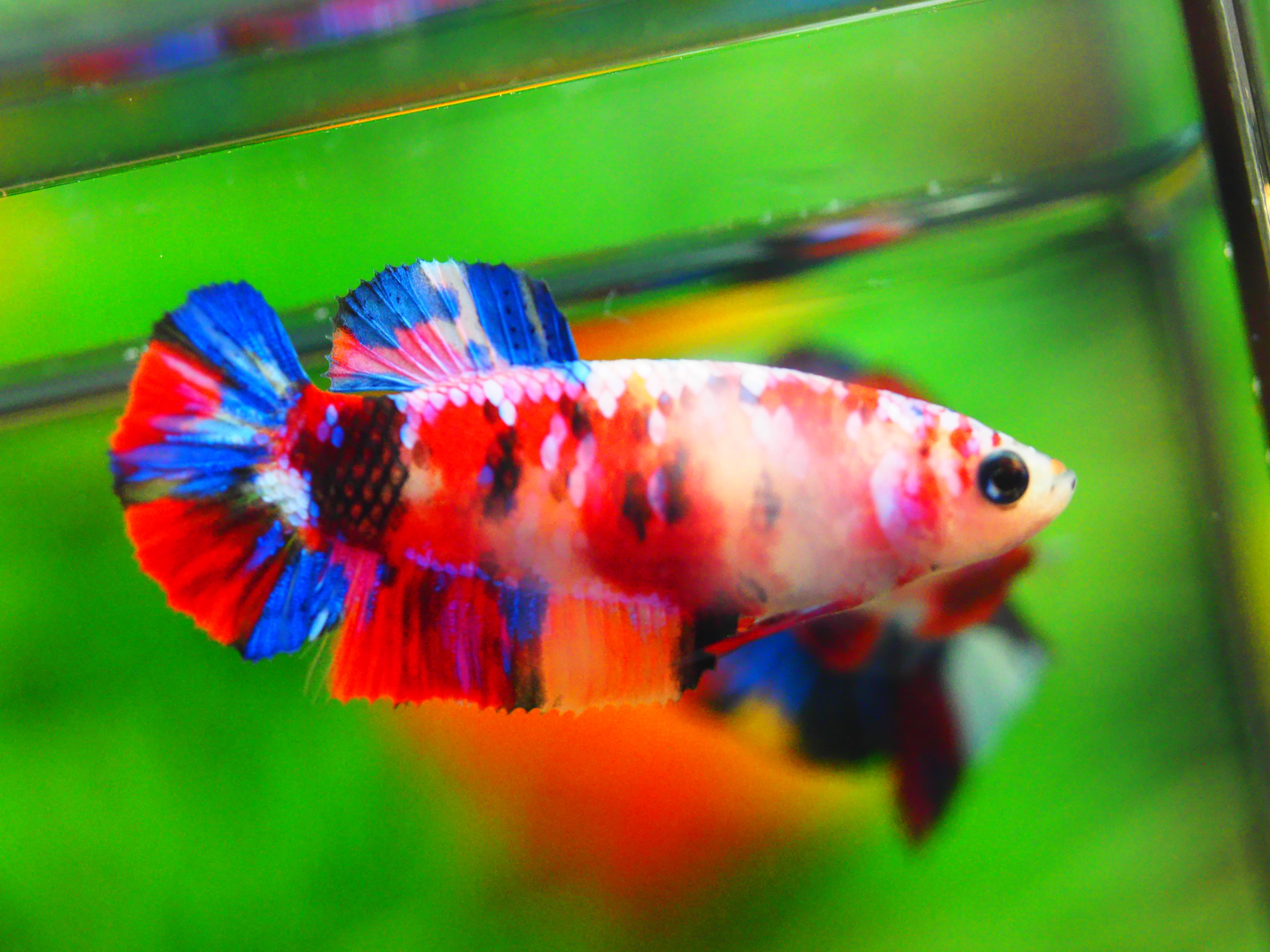 HMPK KOI GLAXY GRADE A++ FEMALE