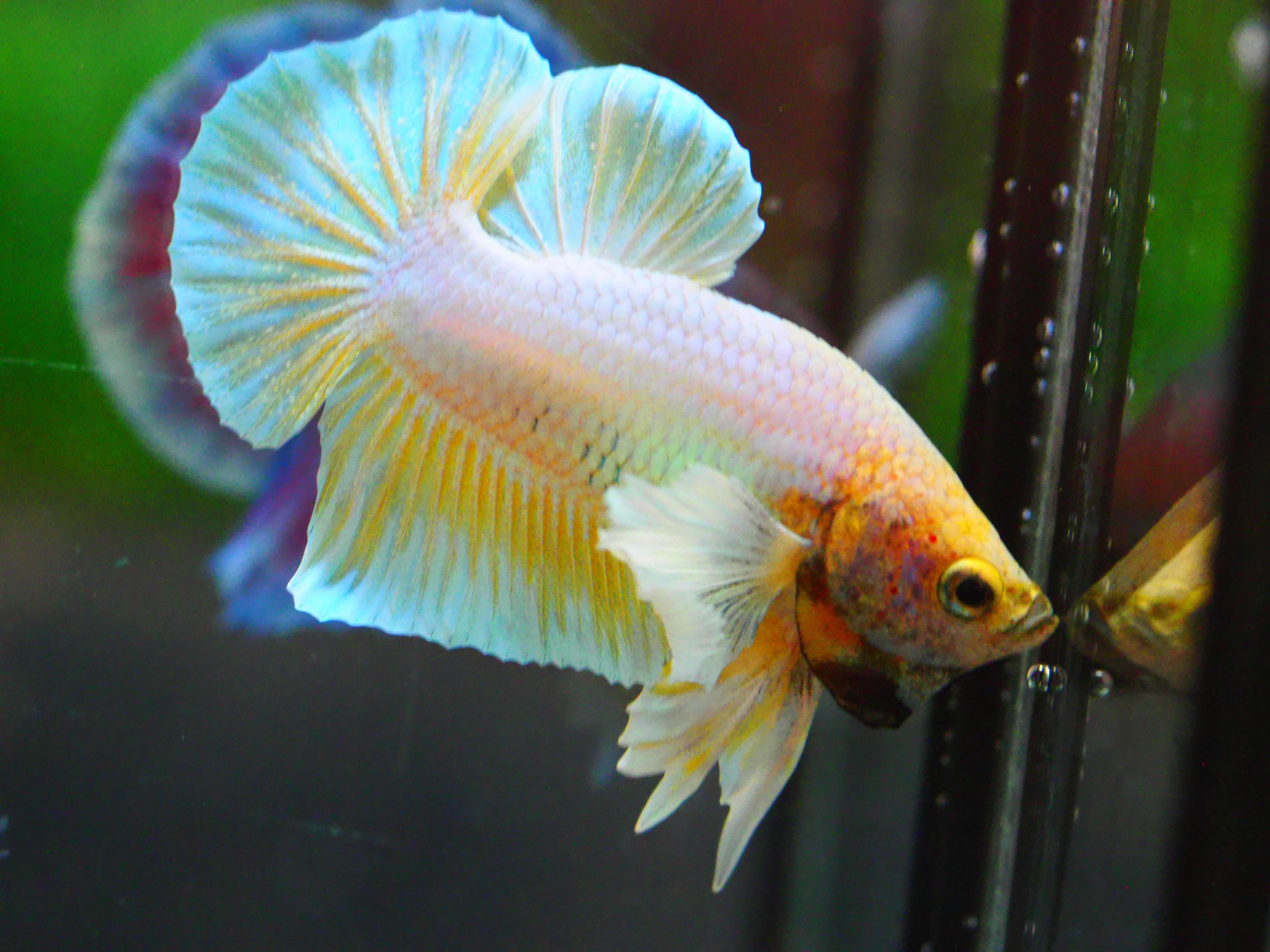 HMPK DUMBO MALE GRADE A +++