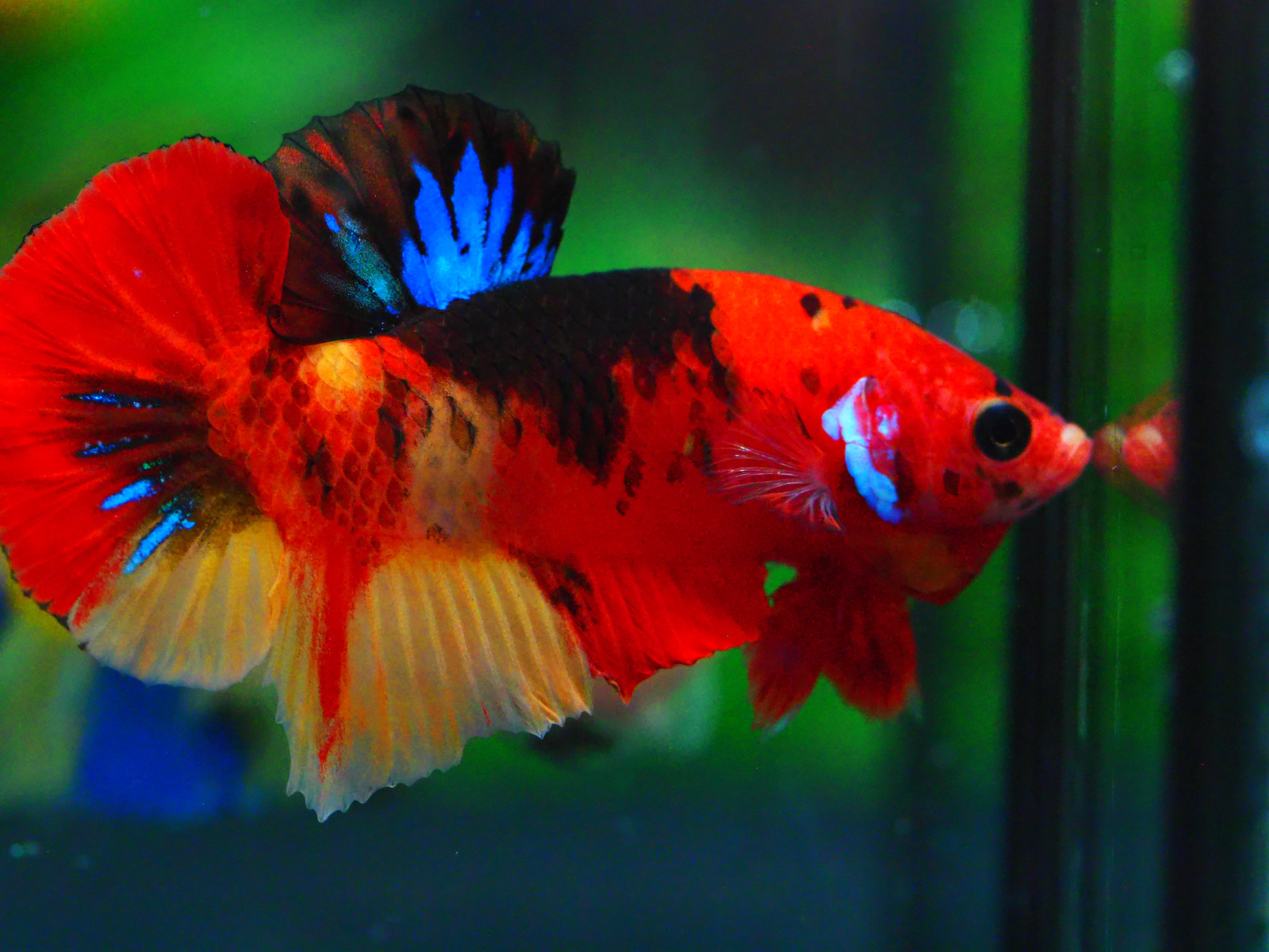 HMPK NEMO GALAXY MALE GRADE A +++