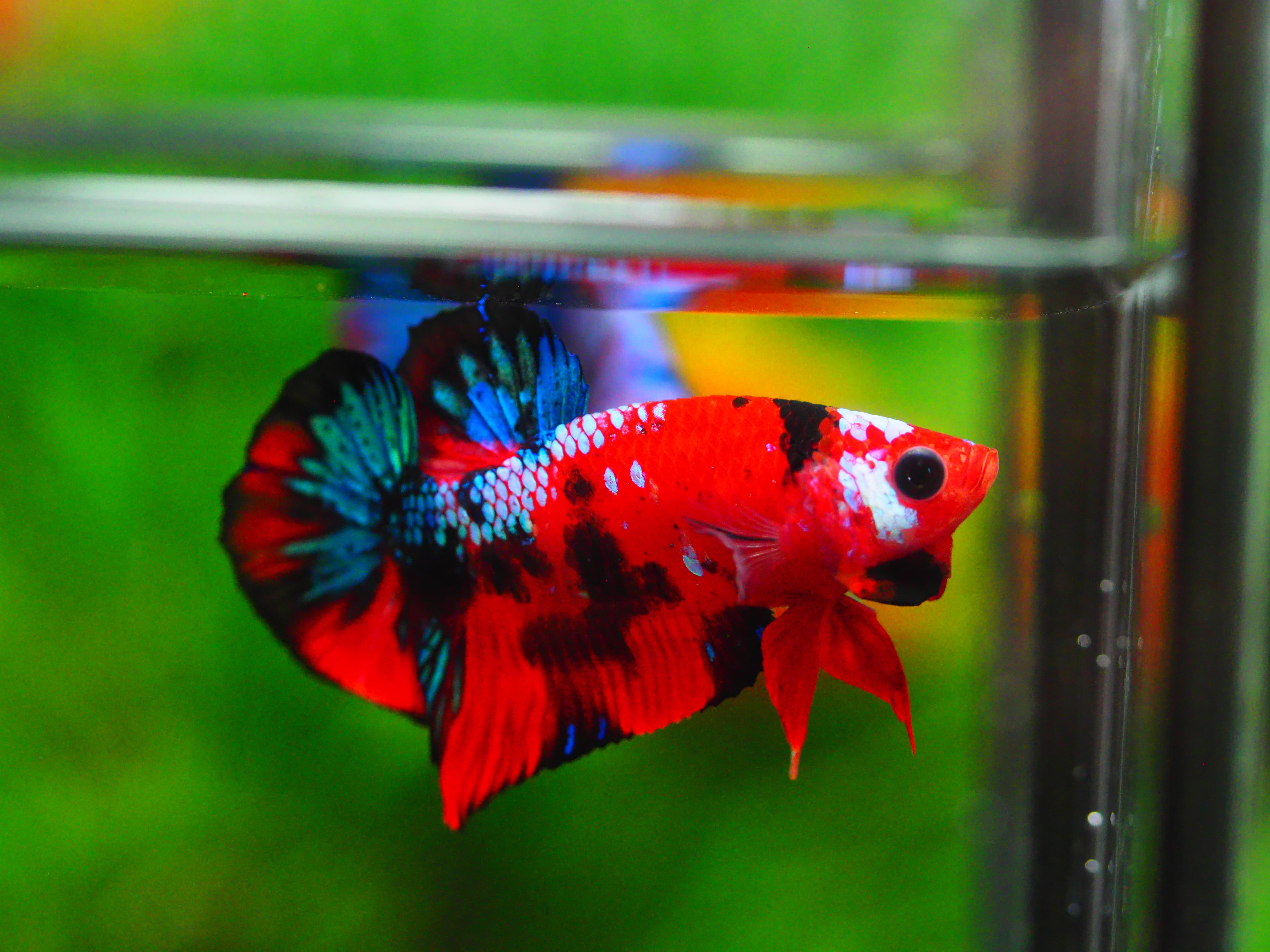 HMPK KOI GALAXY MALE GRADE A +++