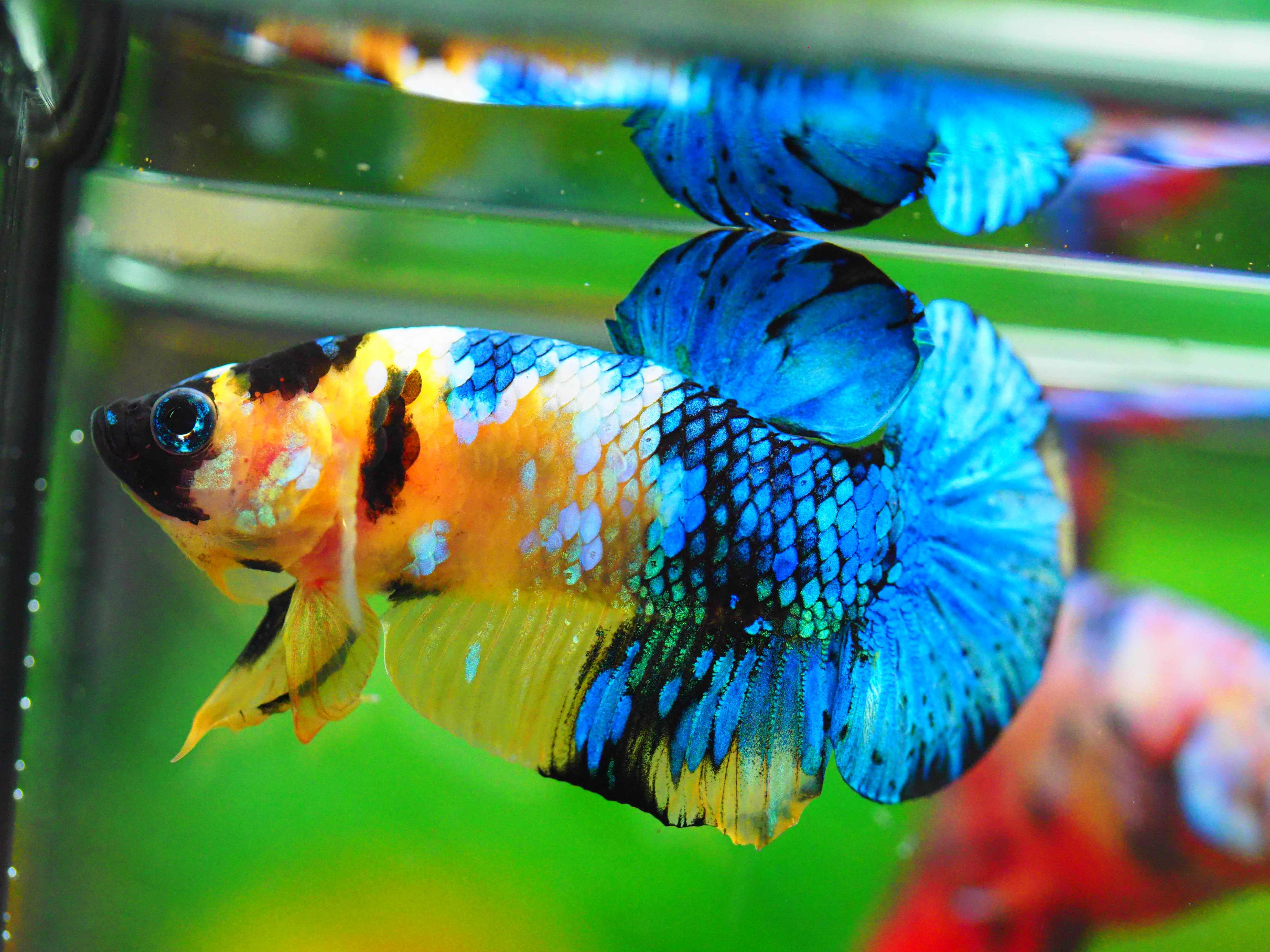 HMPK KOI YELLOW MALE GRADE A +++