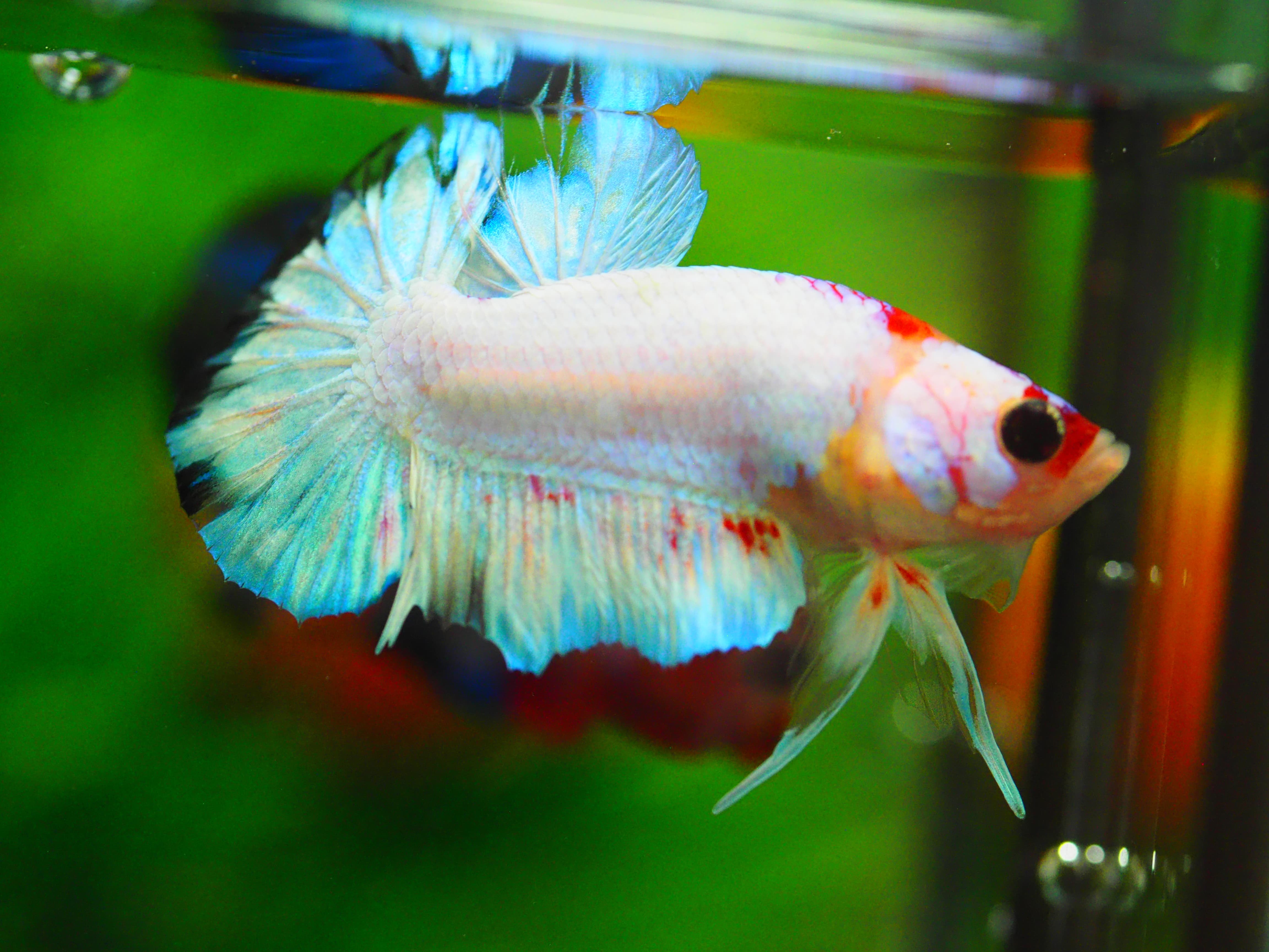 HMPK KOI FANCY MALE GRADE A+++ ปลาเด็ก