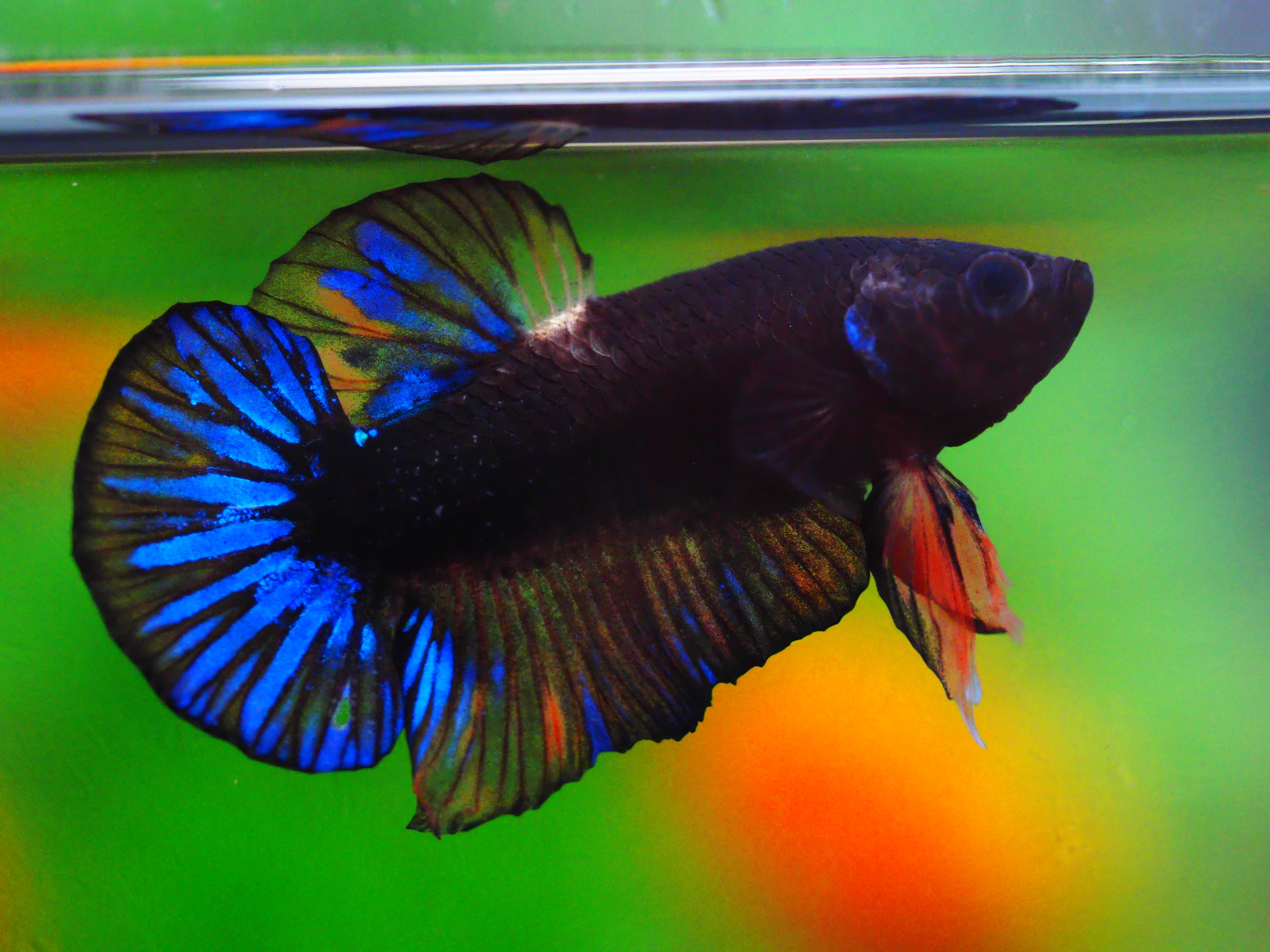 HMPK KOI GALAXY MALE GRADE A +++