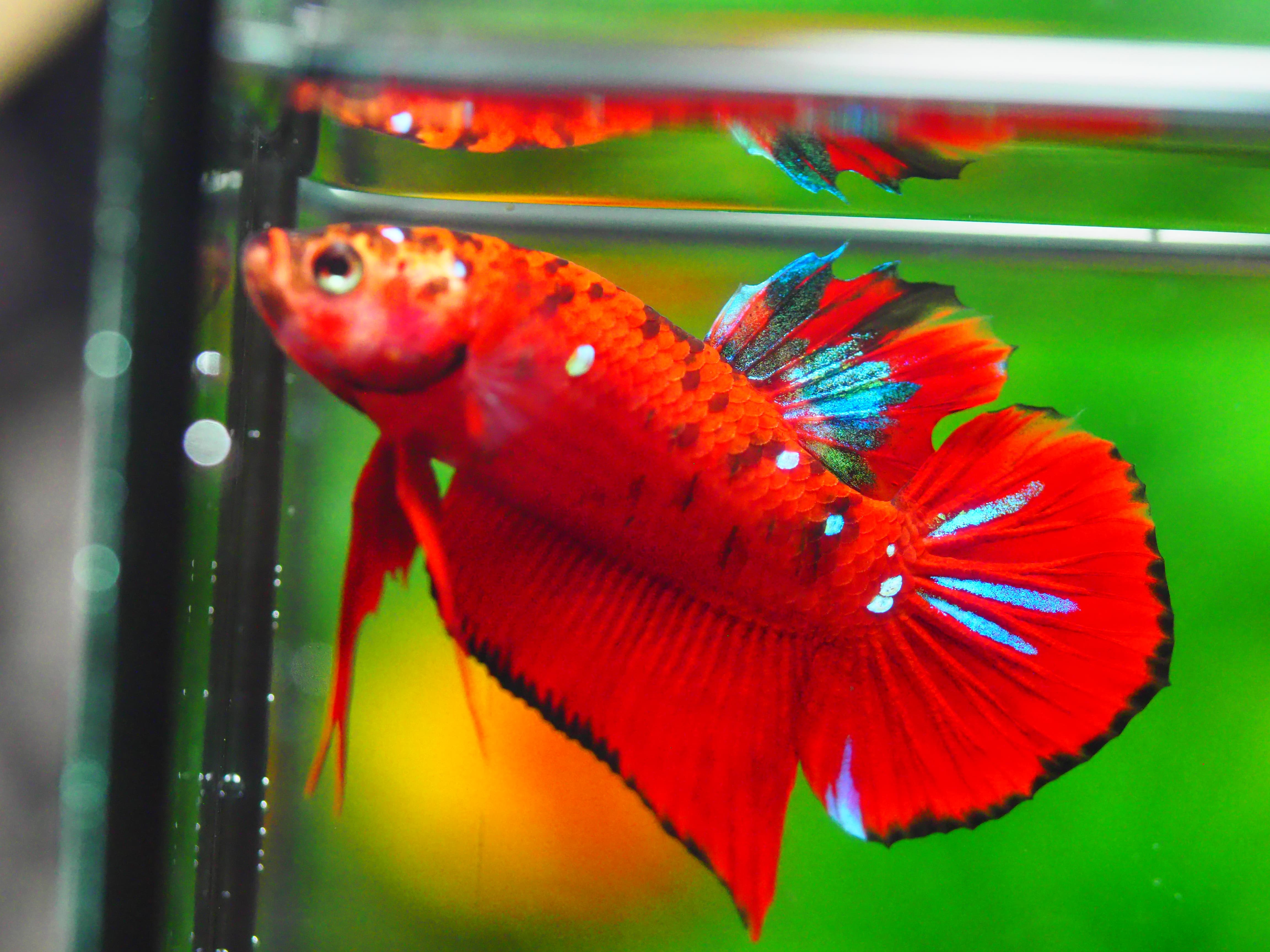 HMPK KOI GALAXY MALE GRADE A +++