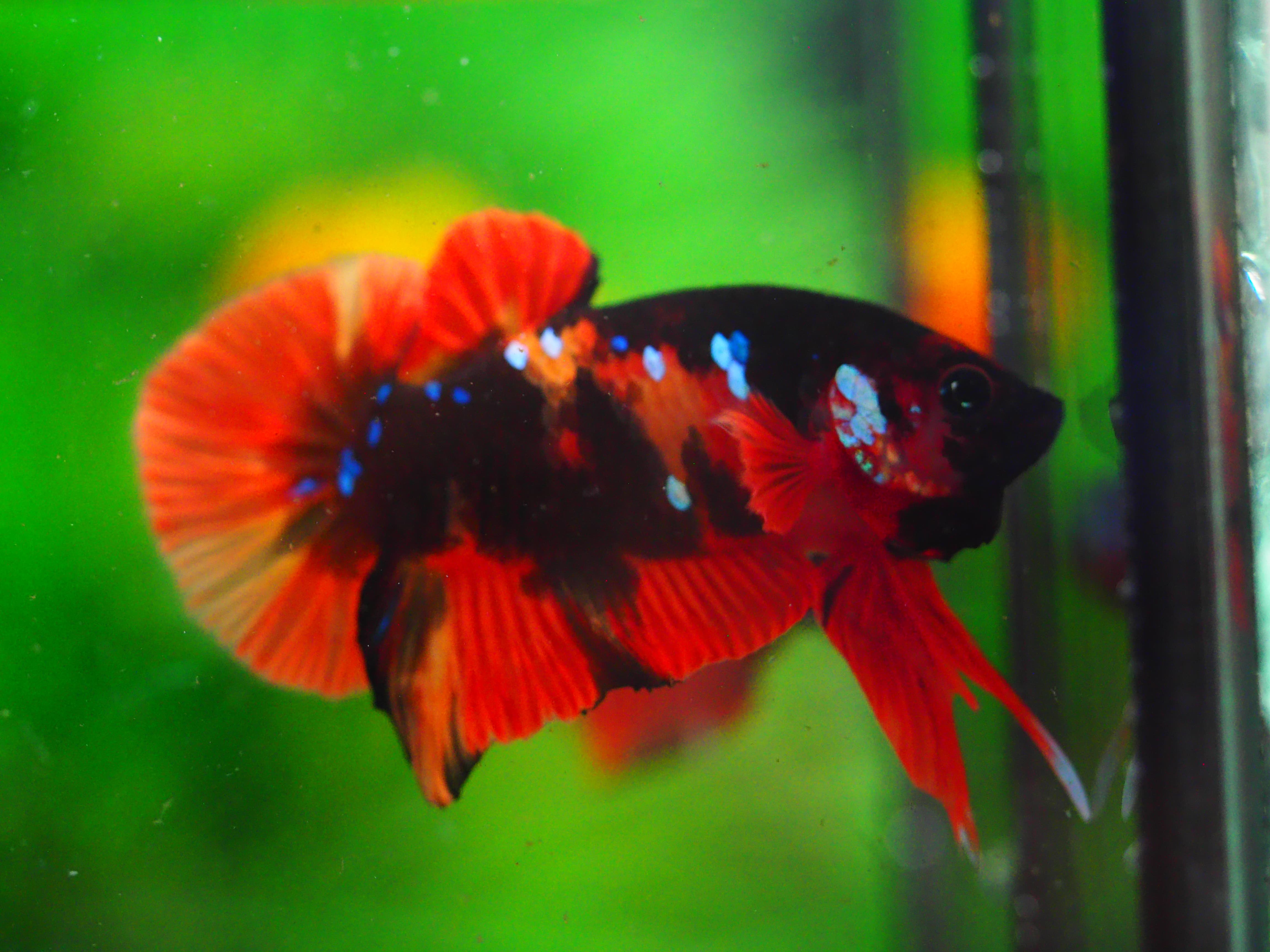 HMPK KOI NEMO MALE GRADE A +++