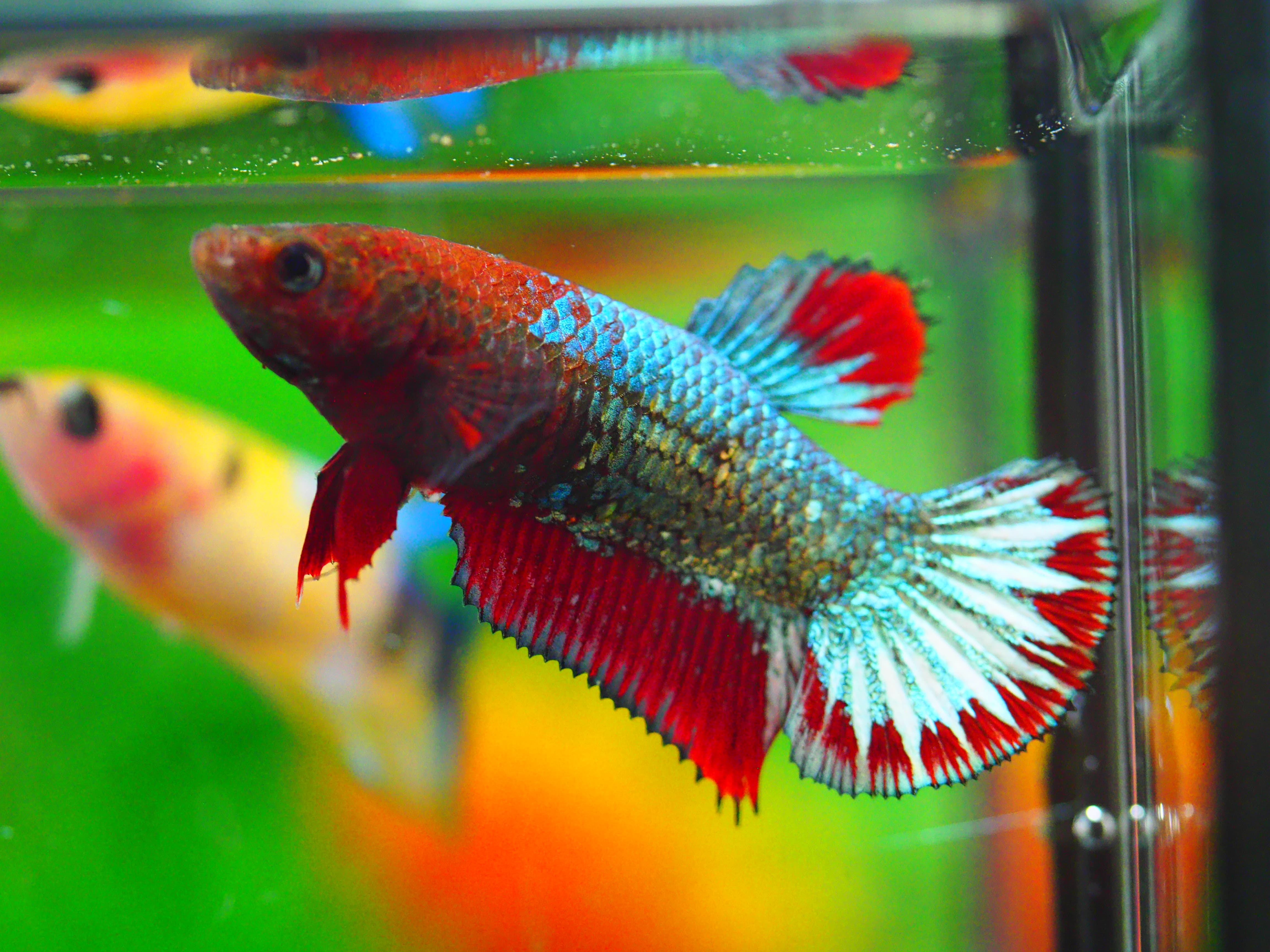 HMPK HELLCOPPER GRADE A++ FEMALE