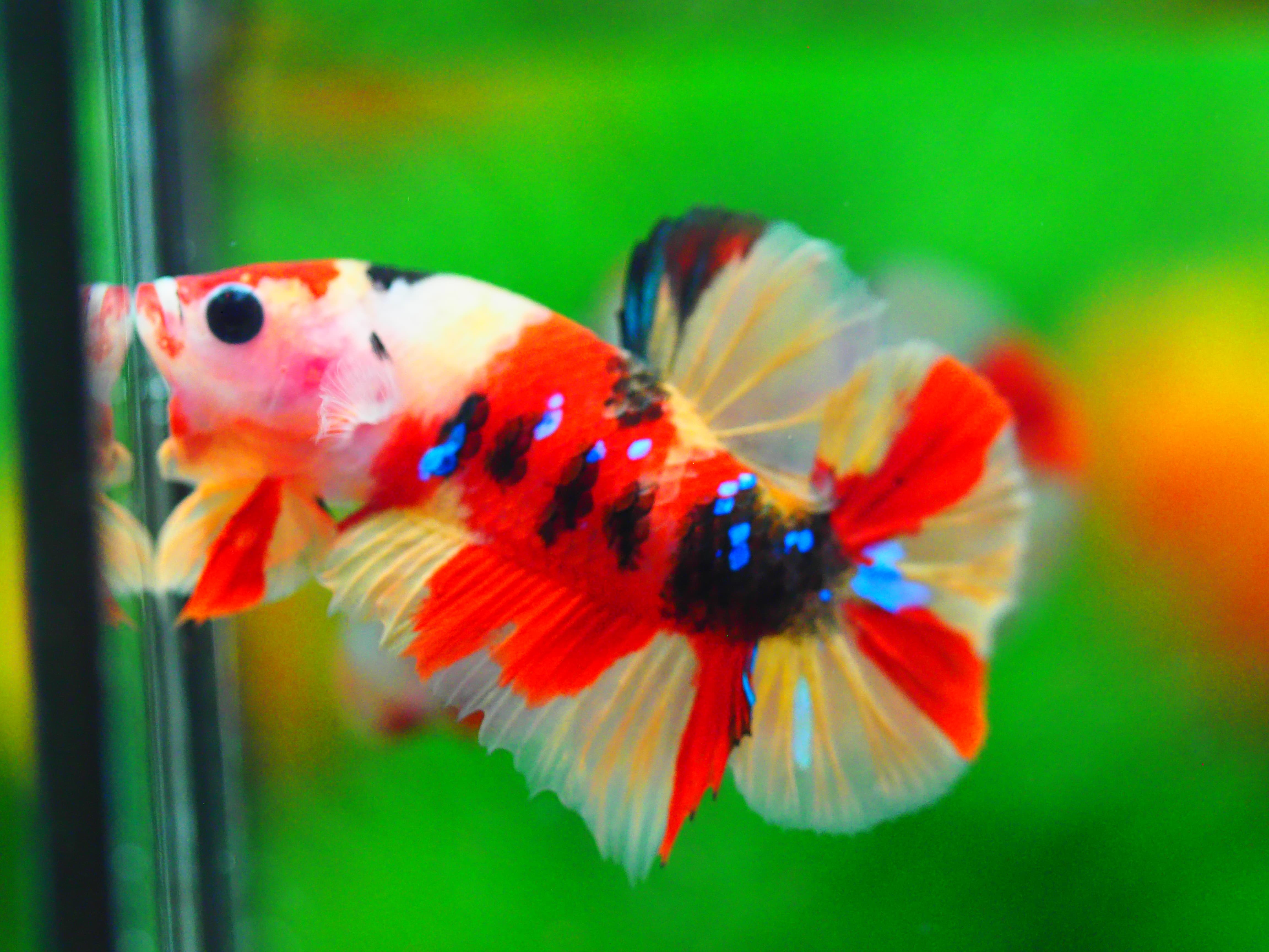 HMPK NEMO MALE GRADE A +++