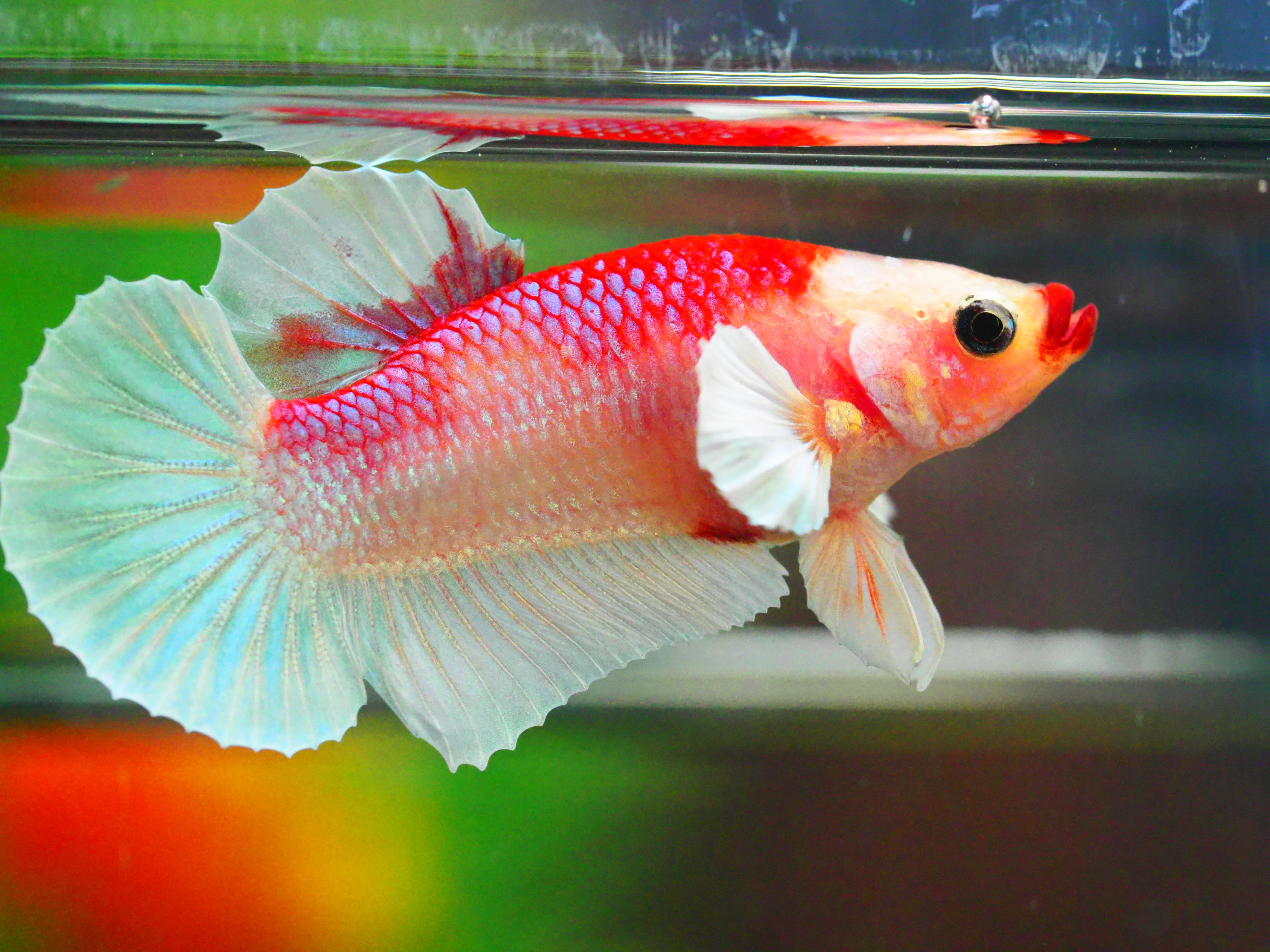 HMPK DUMBO MALE GRADE A +++