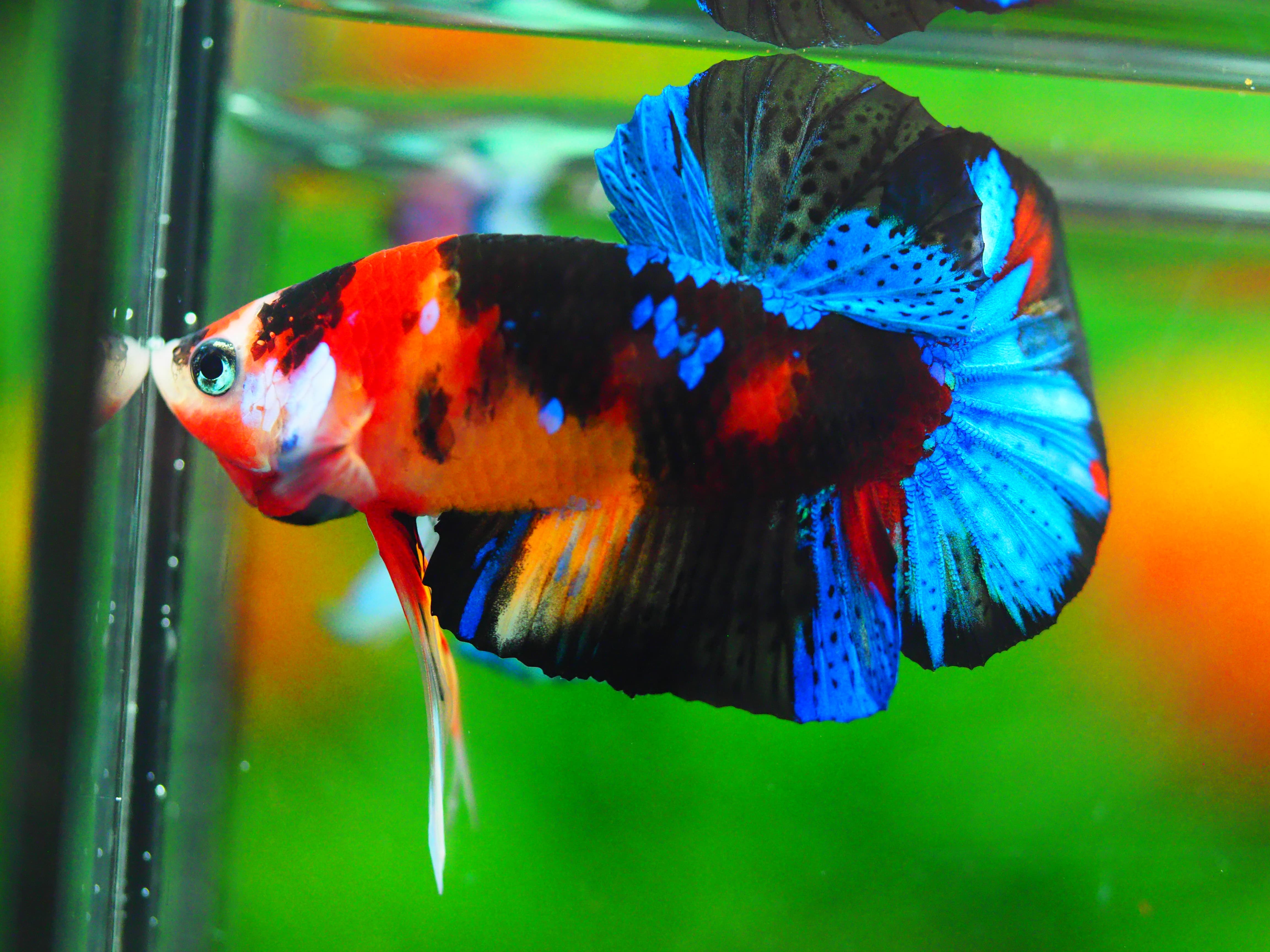 HMPK NEMO GALAXY MALE GRADE A +++