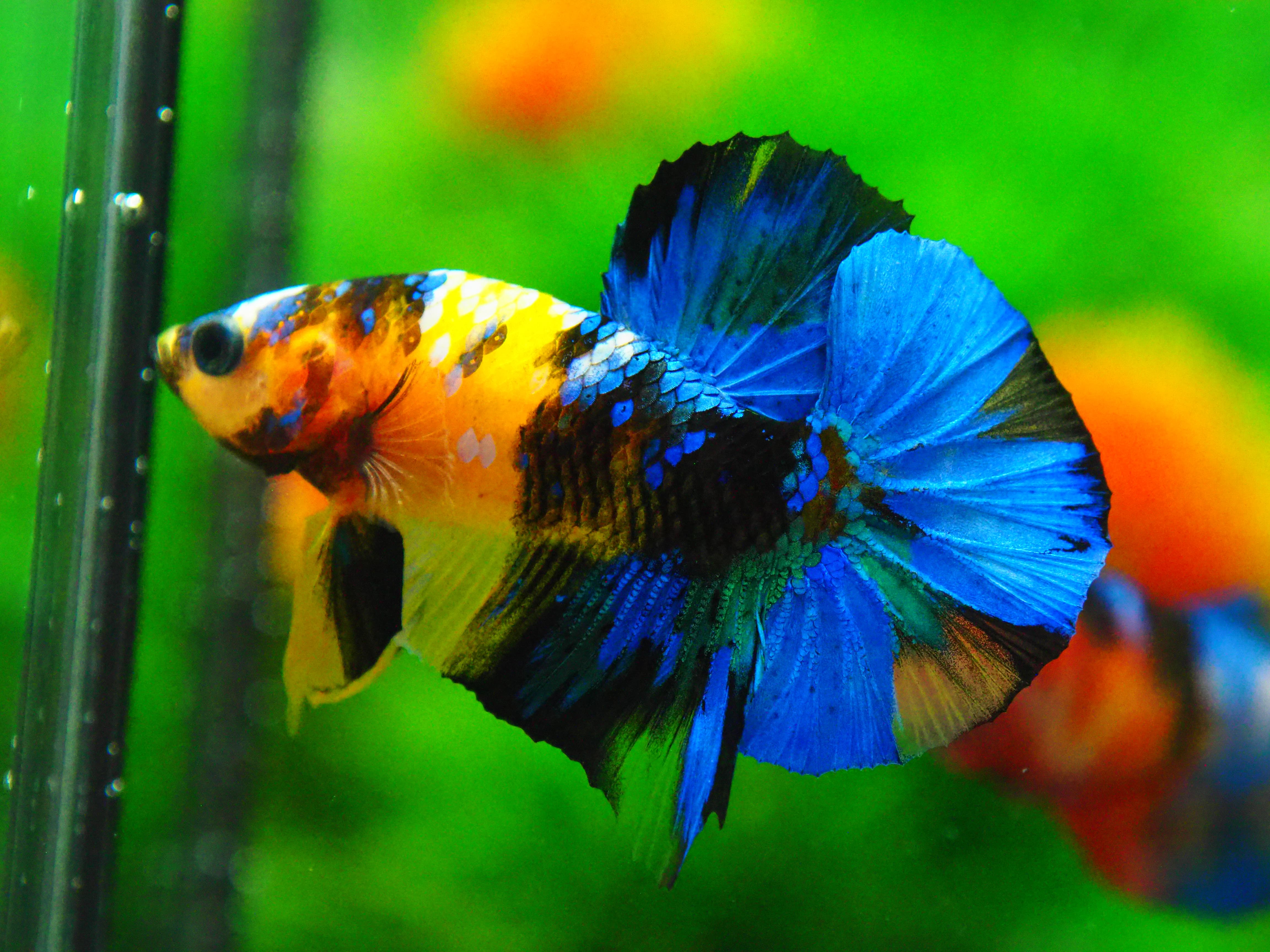 HMPK KOI YELLOW FN MALE GRADE A +++