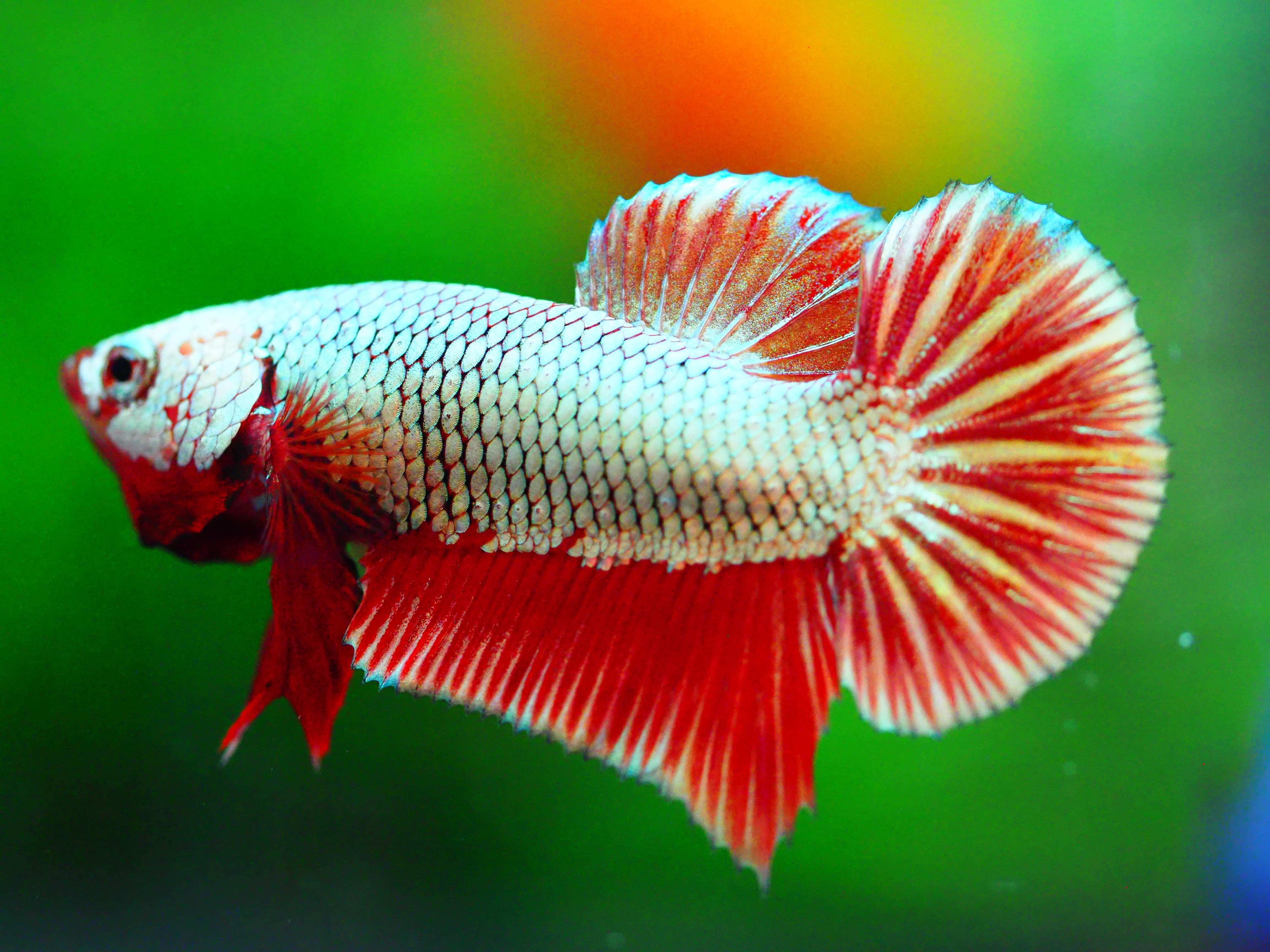 HMPK FANCY MALE GRADE A +++