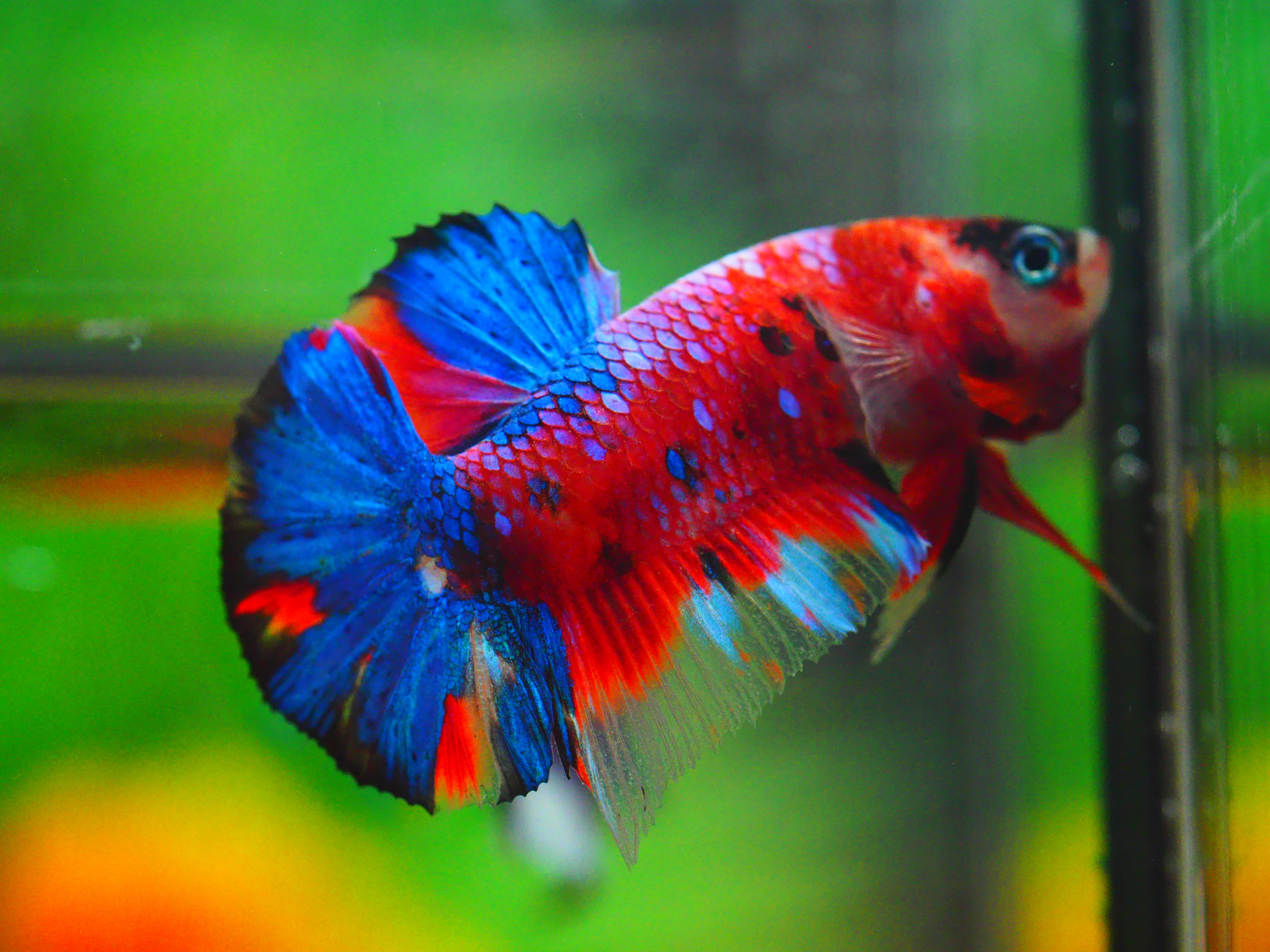 HMPK KOI GALAXY MALE GRADE A++