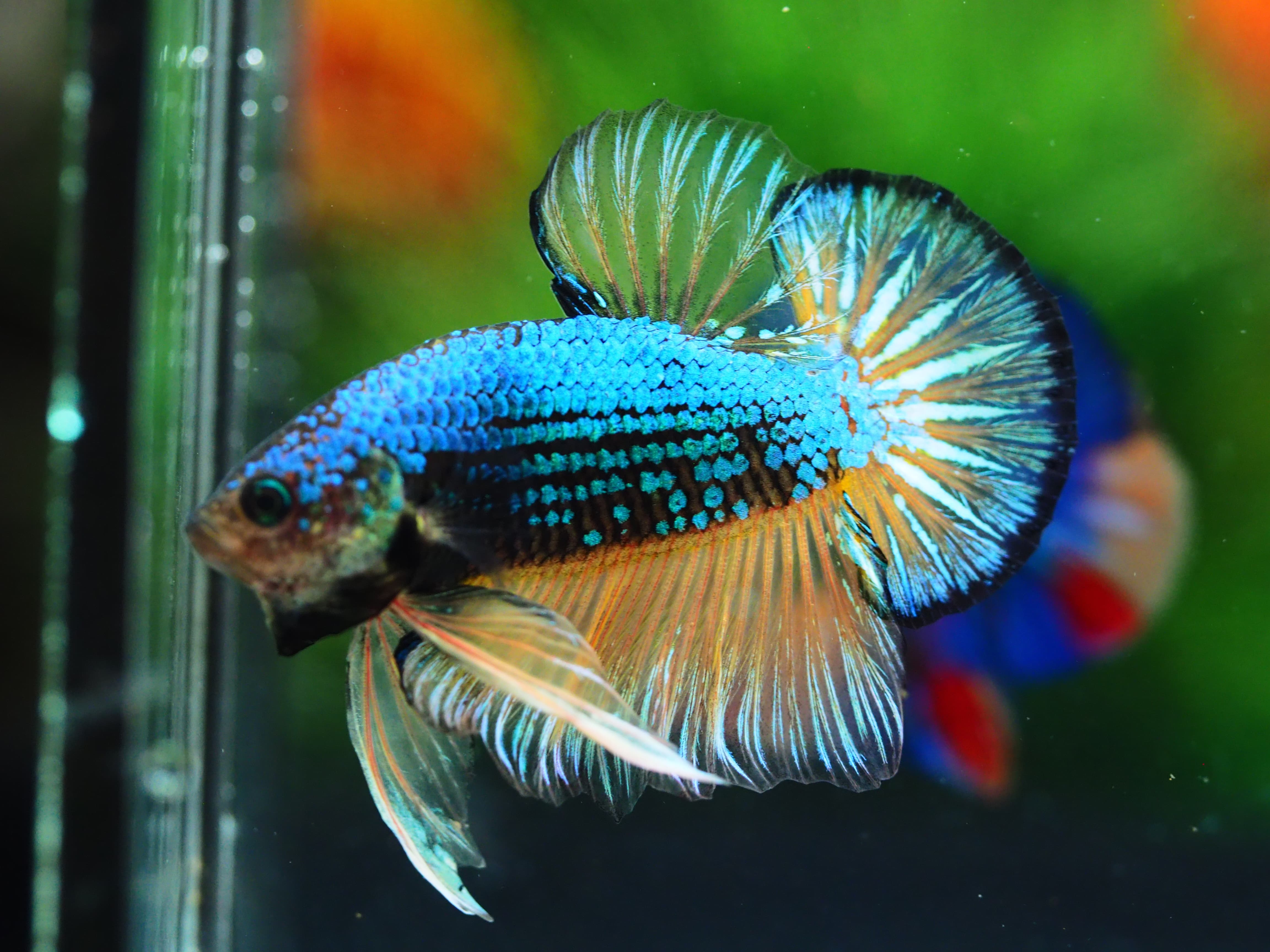 HMPK FANCY MALE GRADE A++
