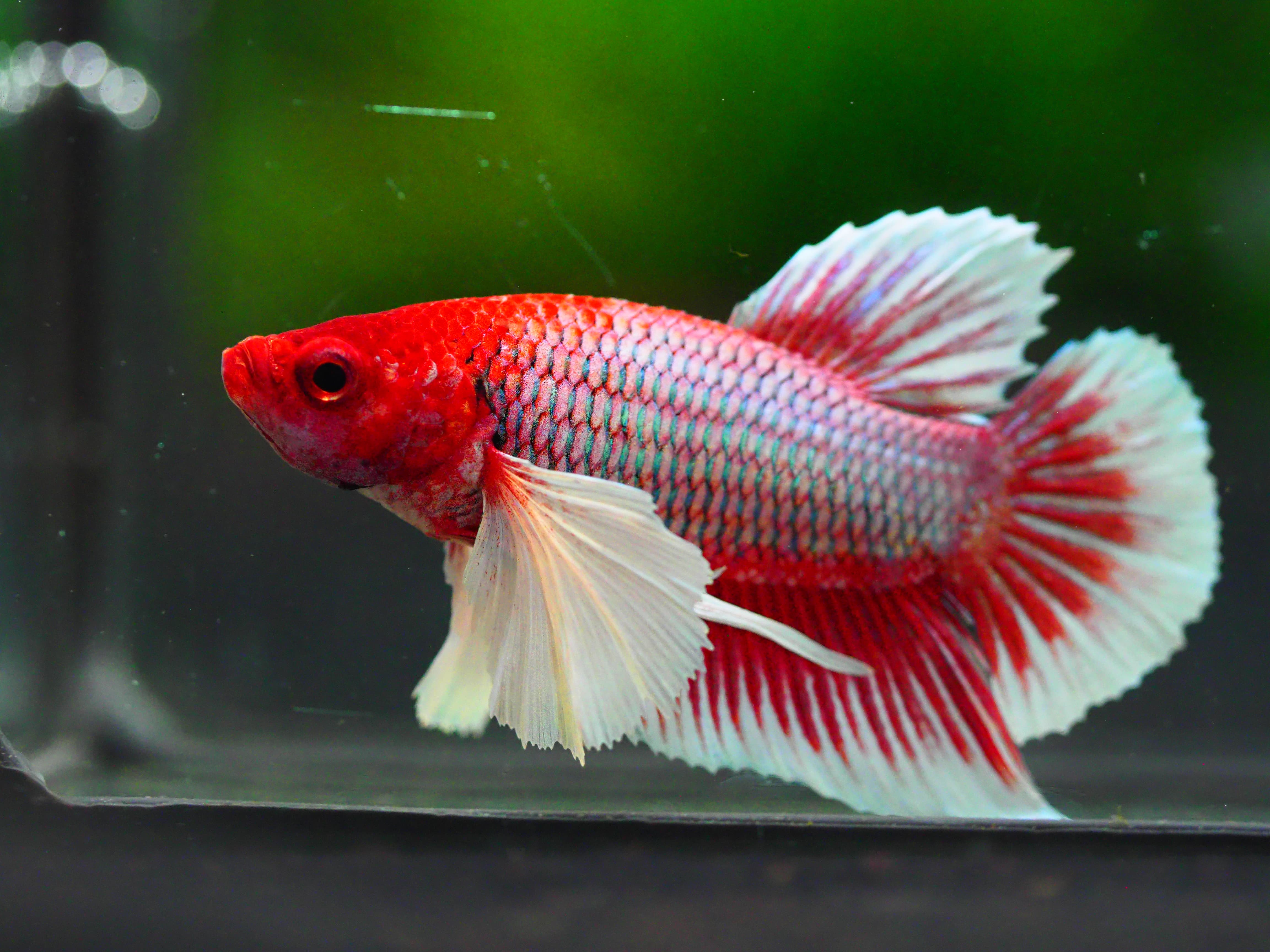 HMPK DUMBO MALE GRADE A +++