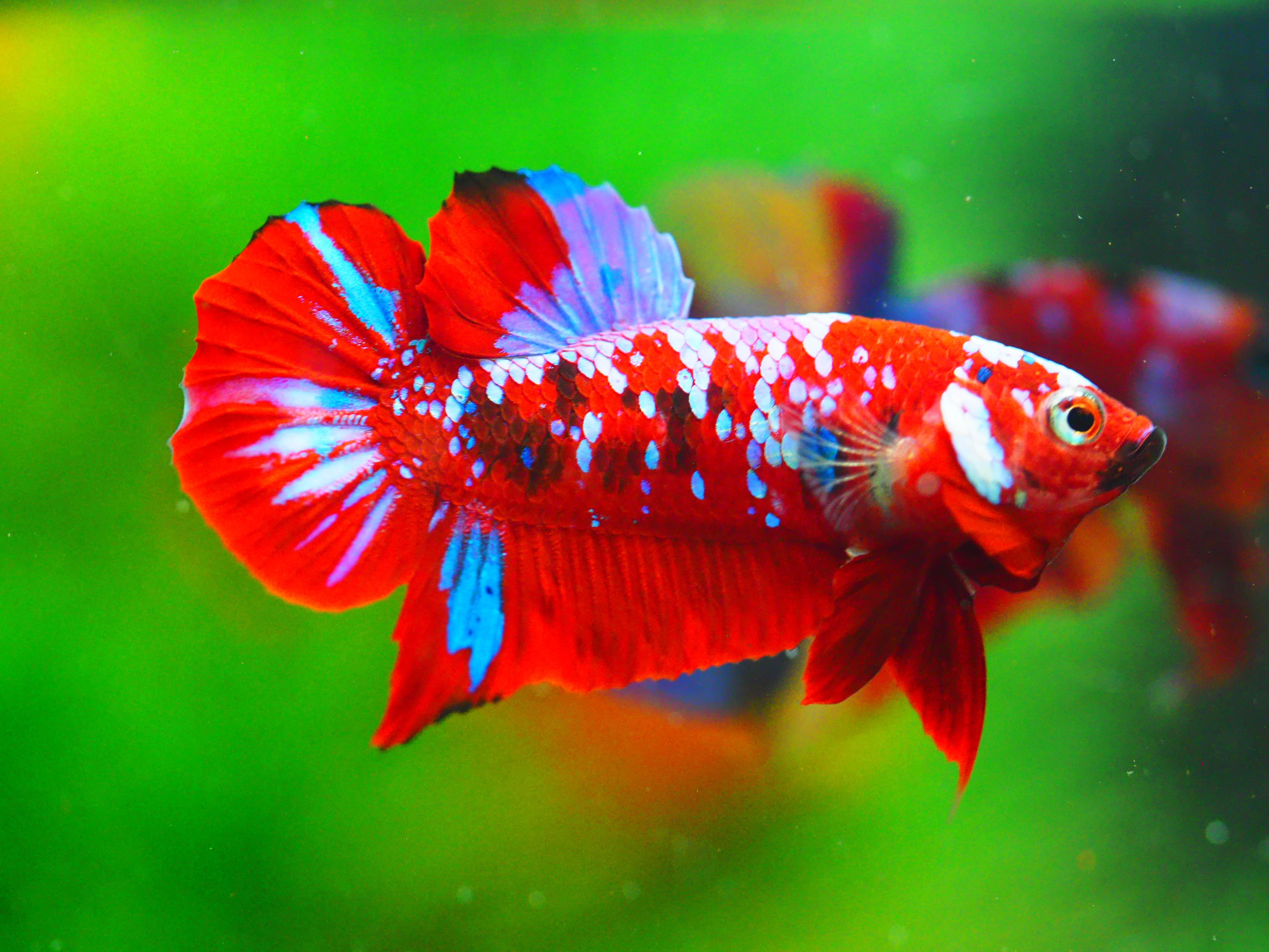 HMPK KOI GALAXY MALE GRADE A +++