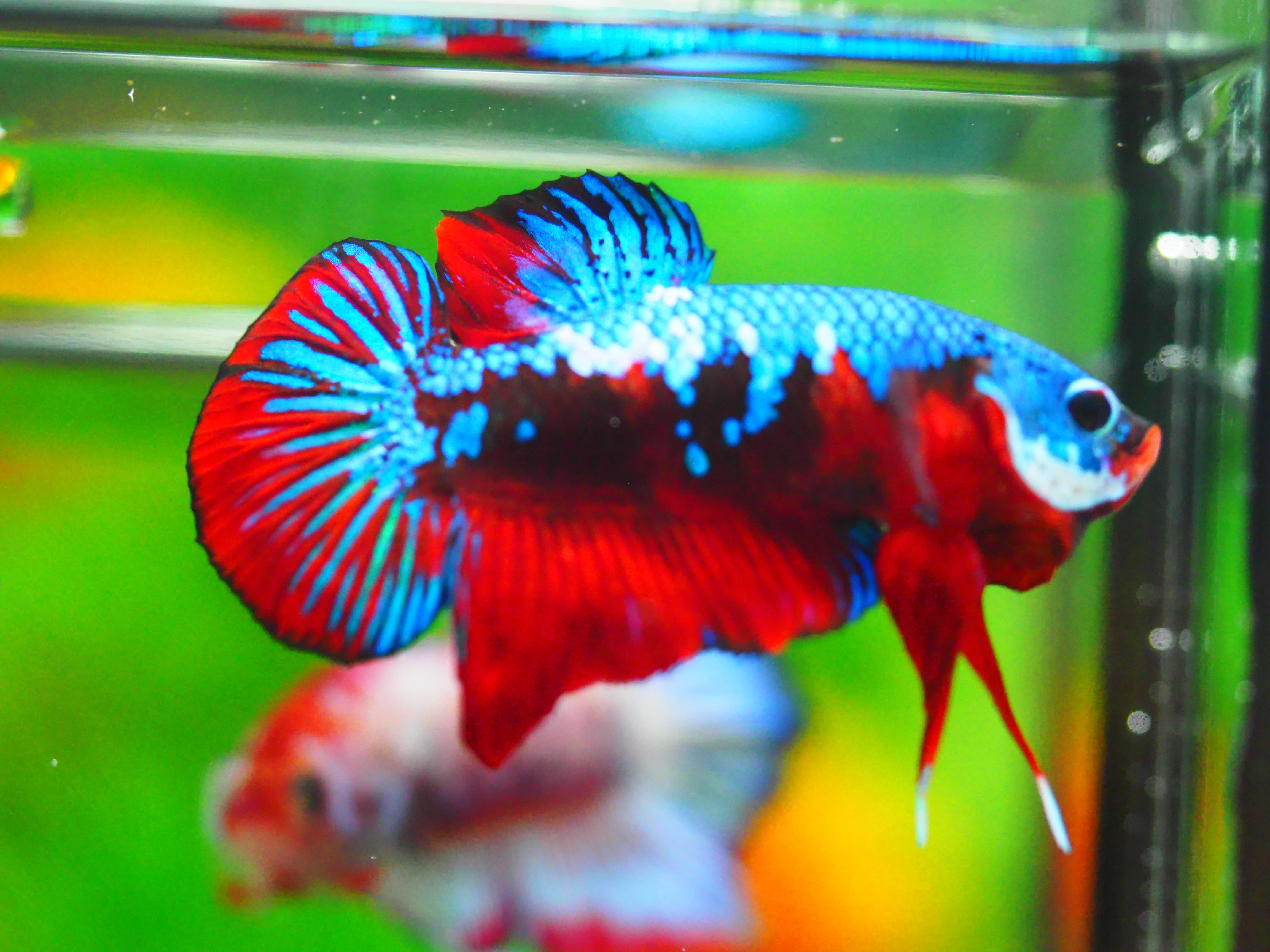 HMPK KOI GALAXY MALE GRADE A +++