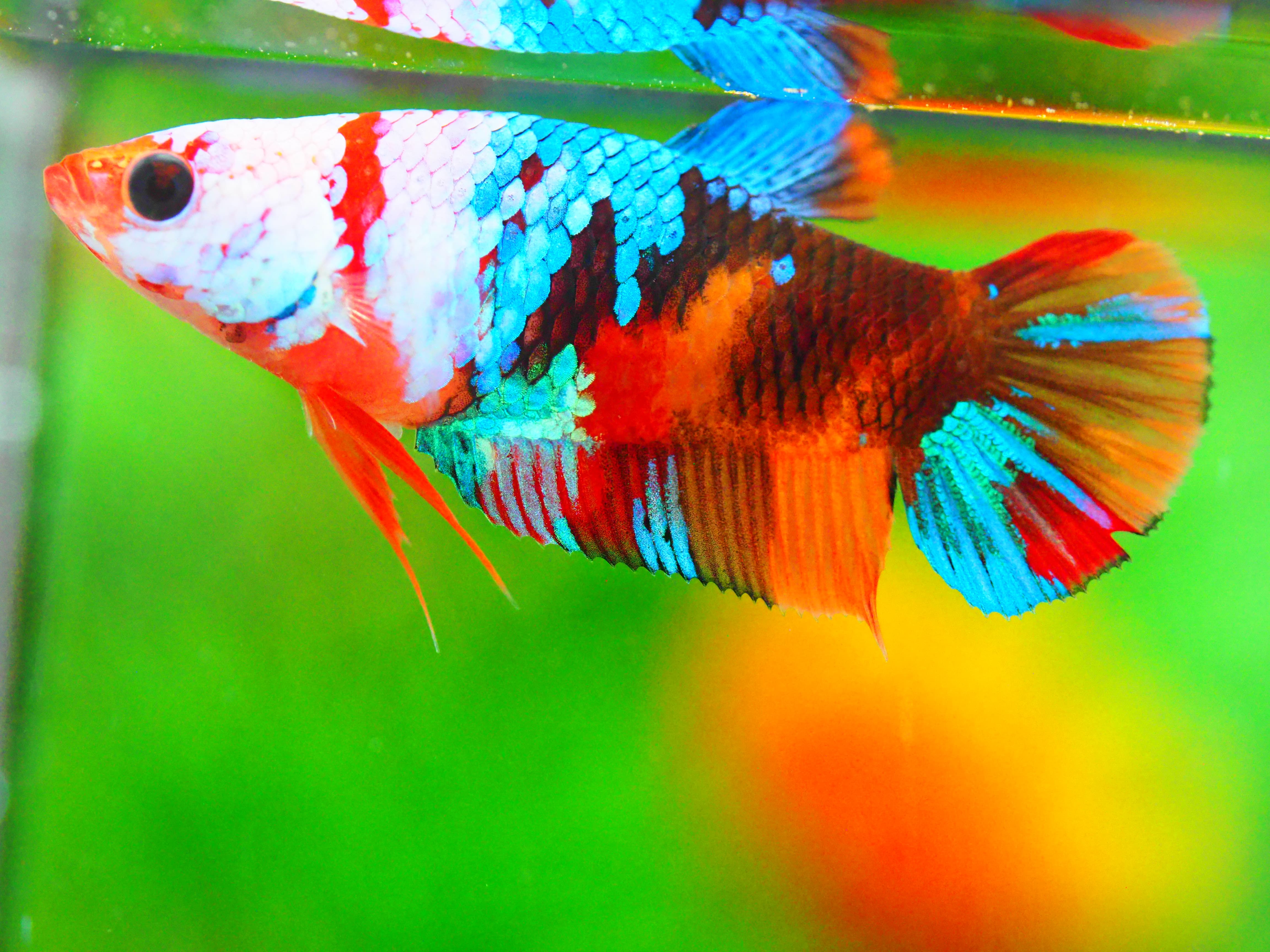 HMPK NEMO GALAXY FNMALE GRADE A +++