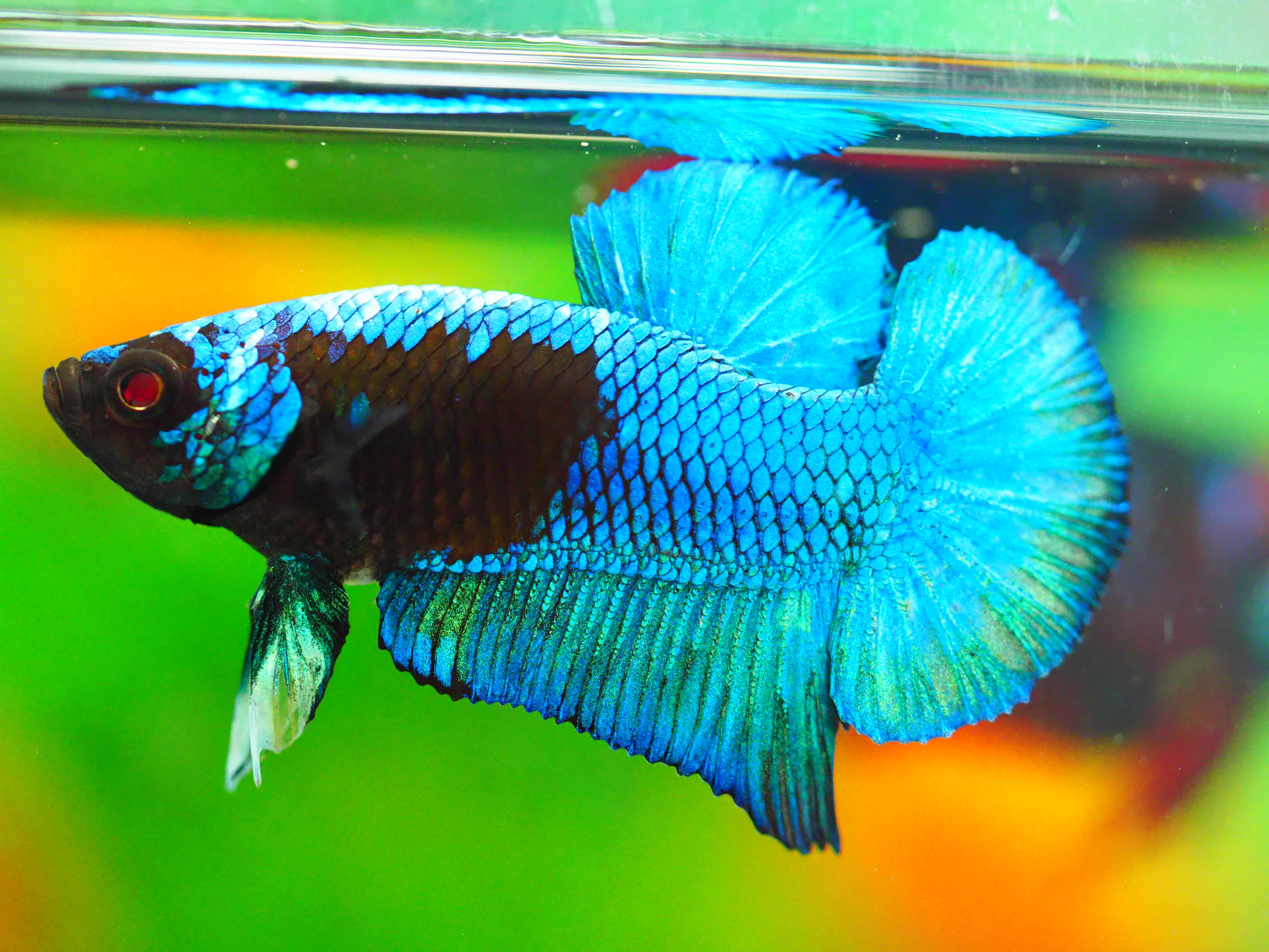 HMPK KOI GALAXY MALE GRADE A +++