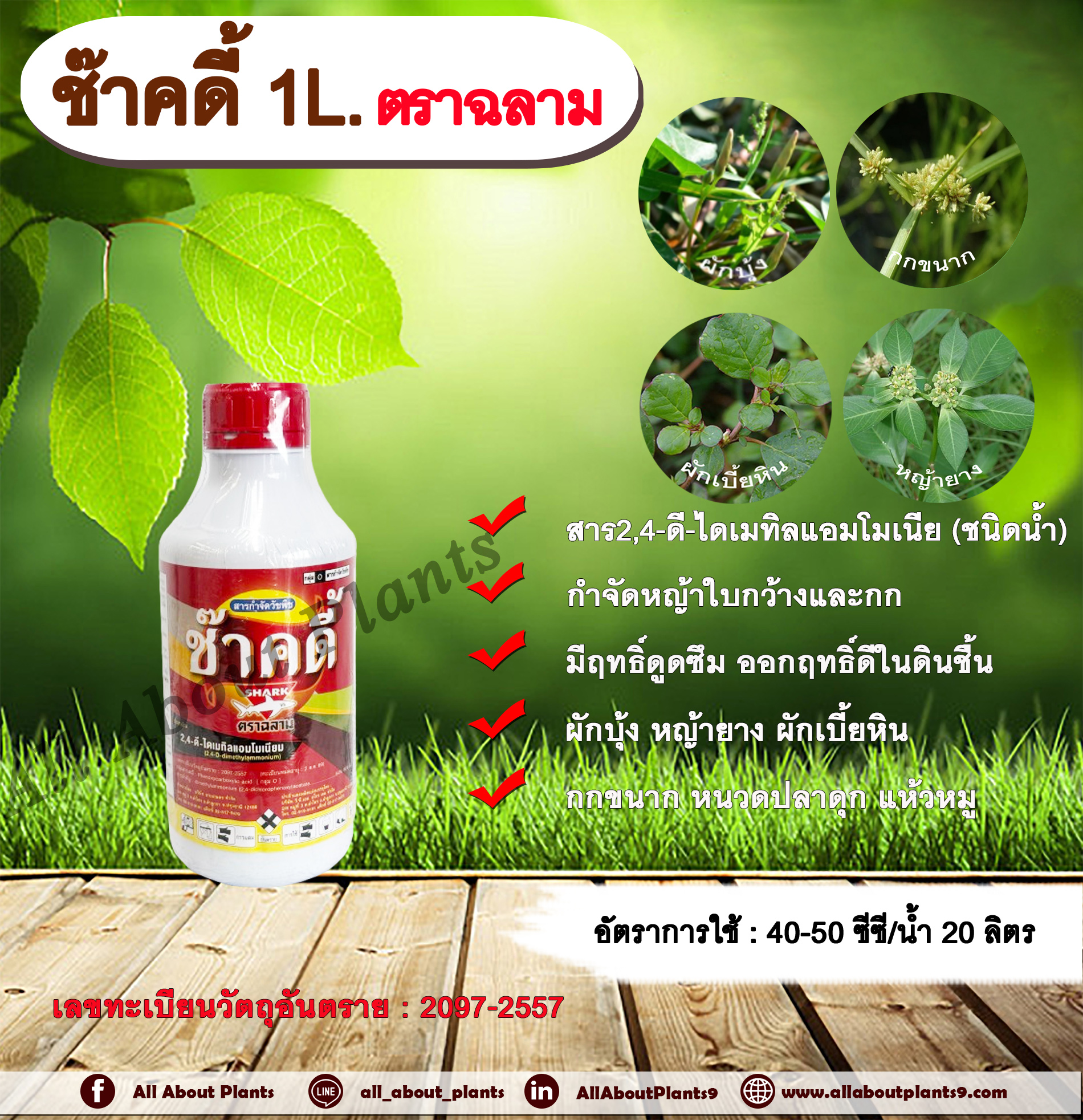 ช๊าคดี้ 1L. ตราฉลาม 24ดี ไดเมทิลแอมโมเนียม ทูโฟดี สารกำจัดหญ้า กำจัดวัชพืช แบบดูดซึม ใบกว้าง และกก กำจัดหญ้ายาง ผักบุ้ง ผักโขม ผักเบี้ยหิน เครือ สะอึก กกขนาก แห้วหมู หนวดปลาดุก allaboutplants ชิ้น