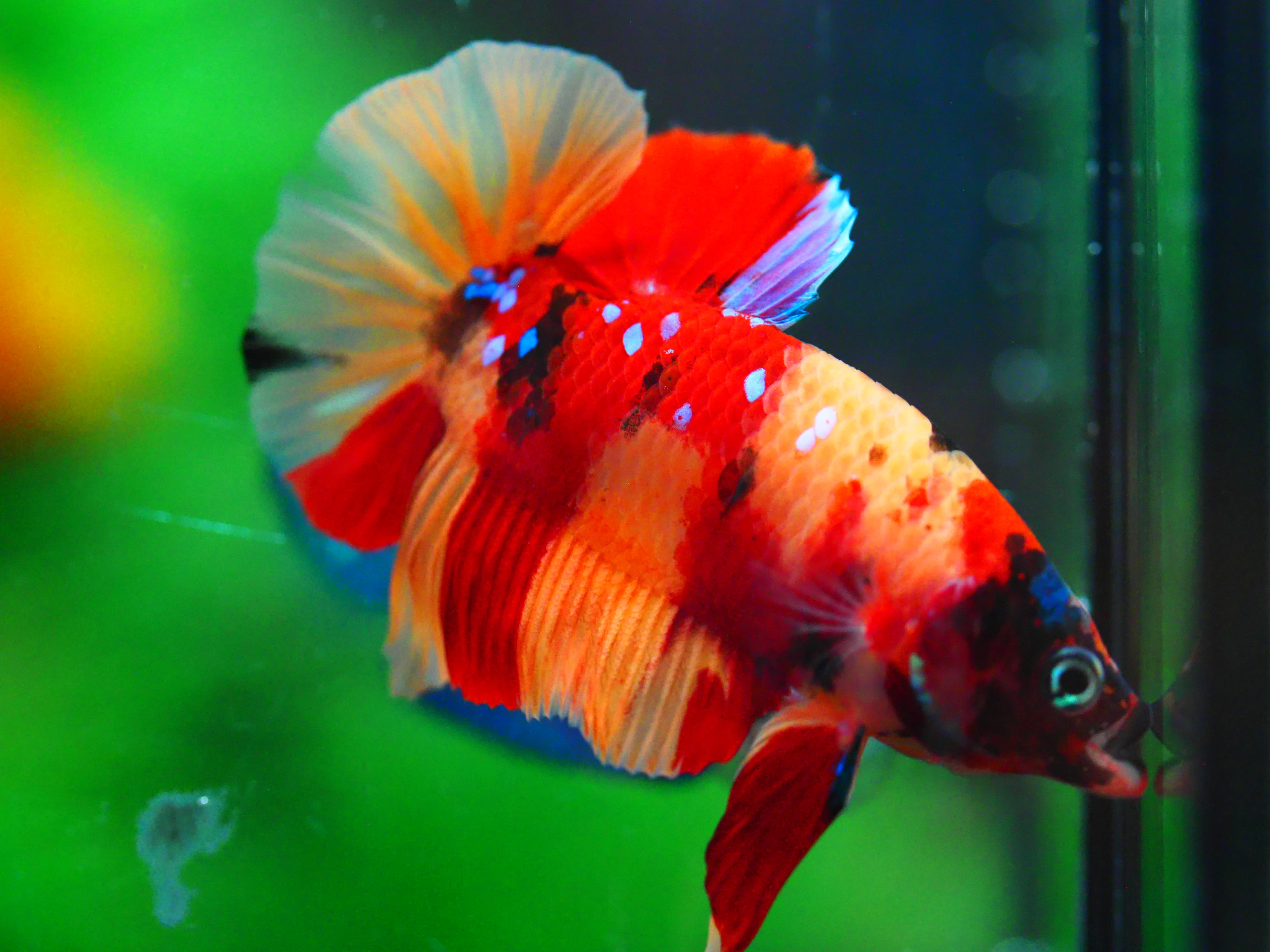 HMPK NEMO MALE GRADE A +++