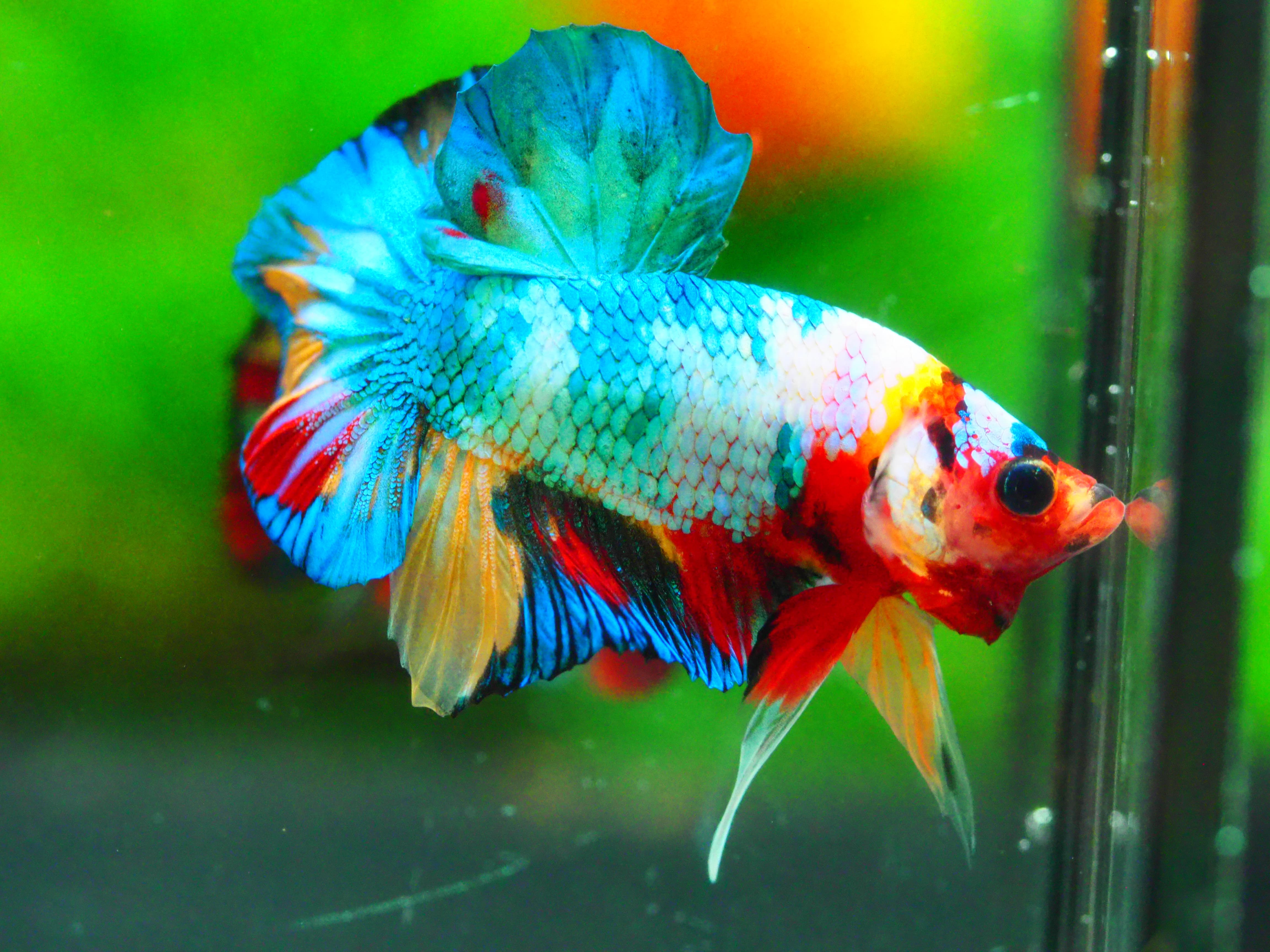 HMPK KOI FANCY MALE GRADE A +++