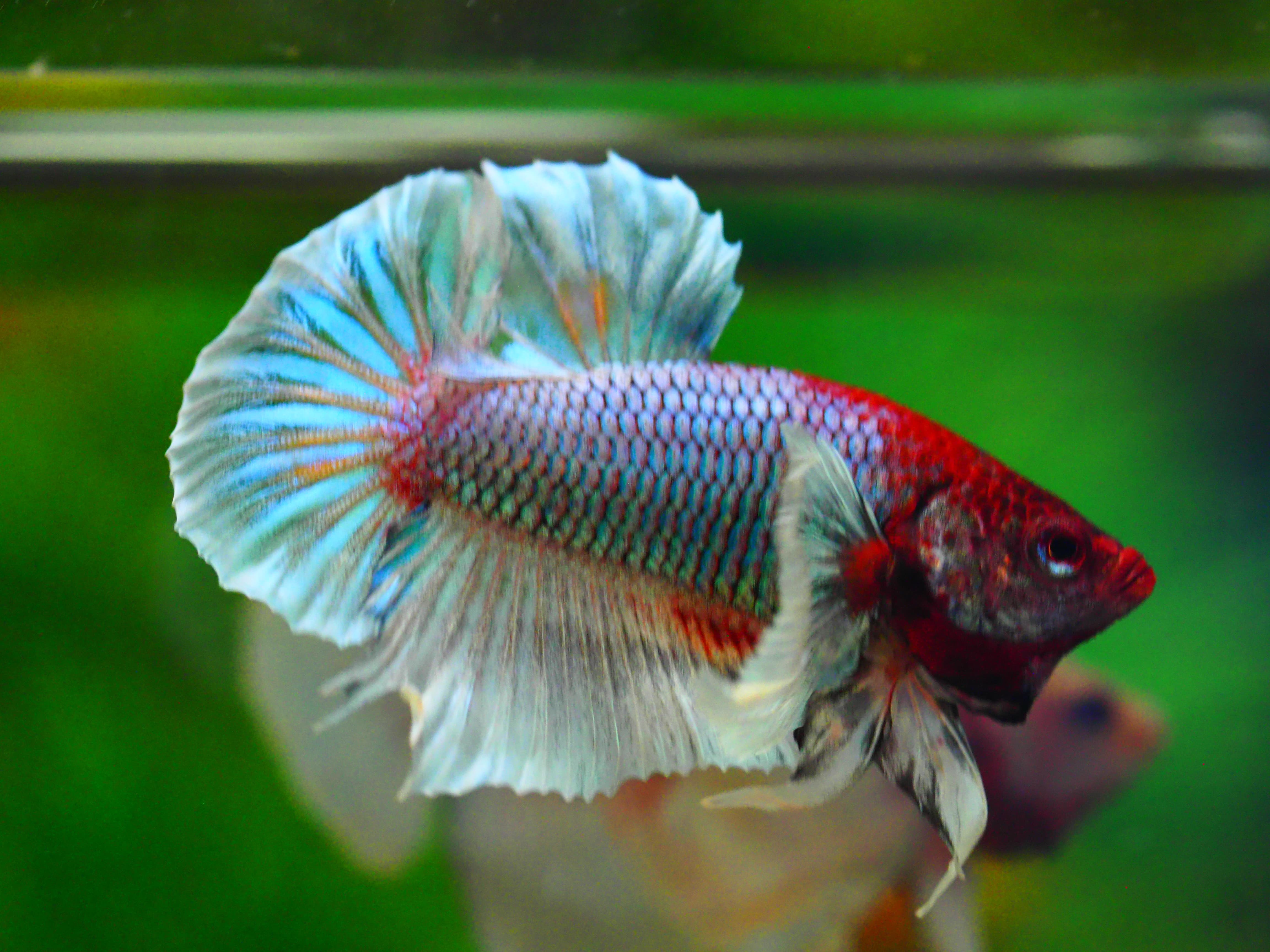 HMPK DUMBO MALE GRADE C