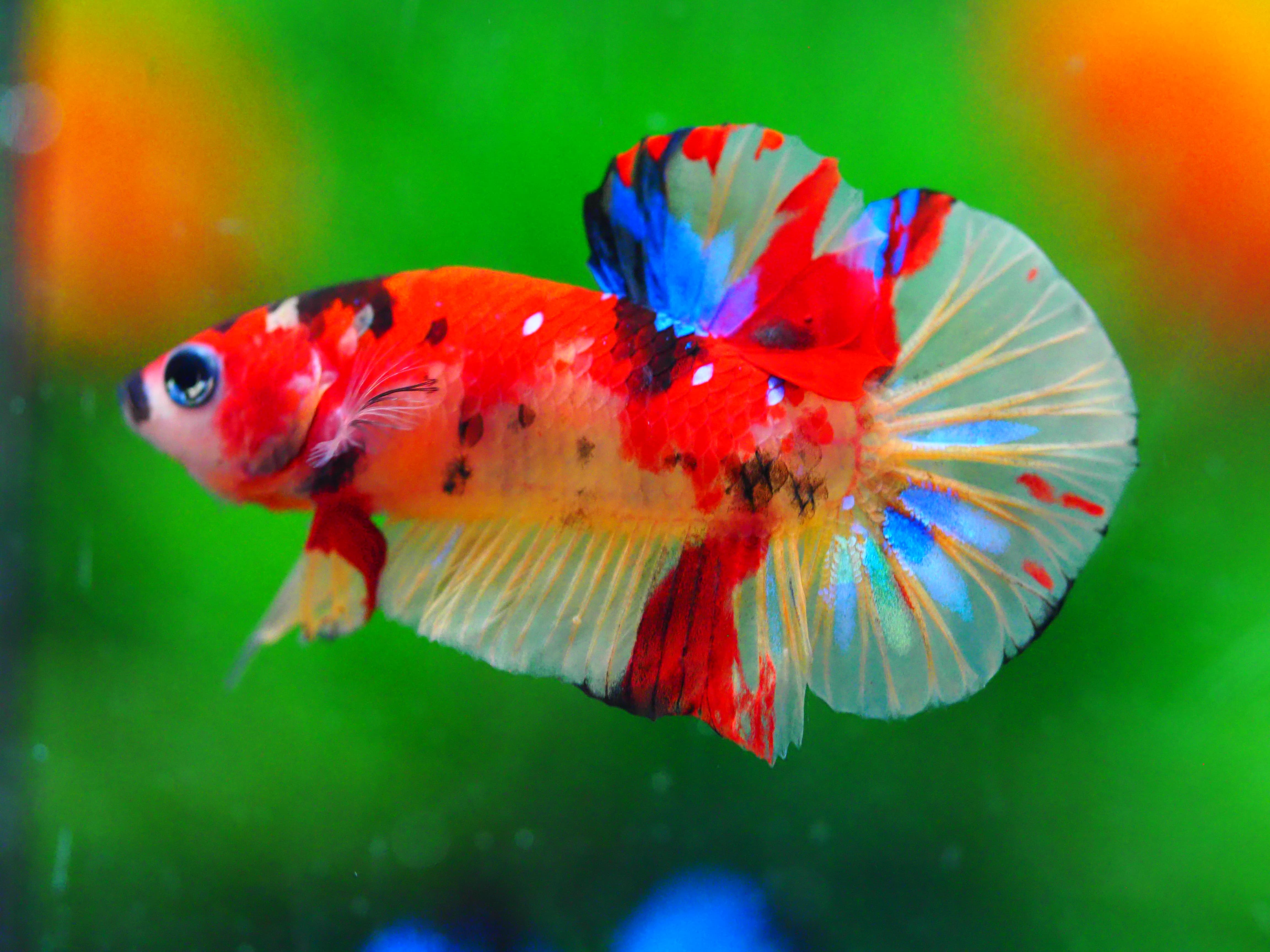 HMPK NEMO GALAXY MALE GRADE A +++