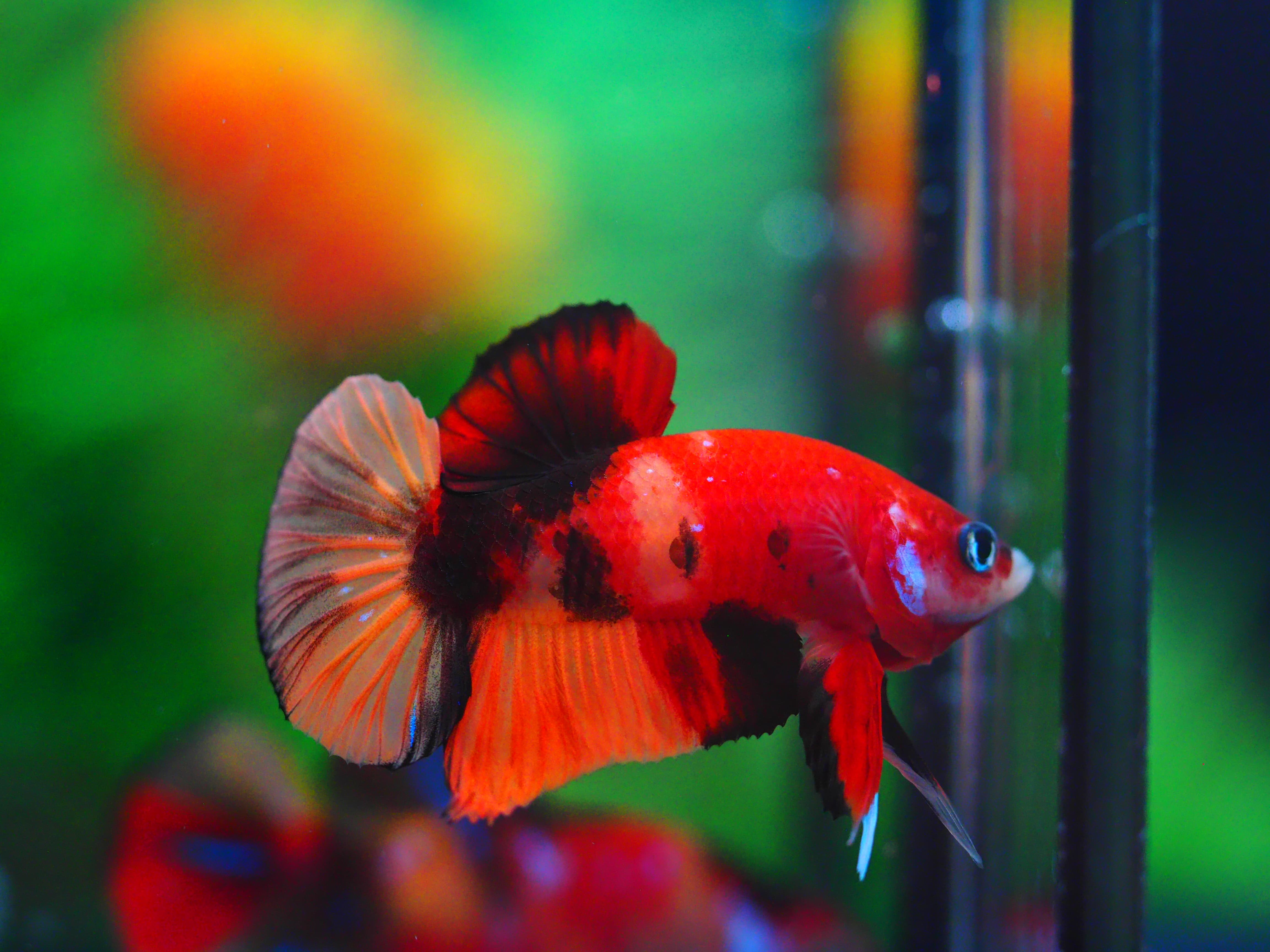 HMPK NEMO MALE GRADE A+++