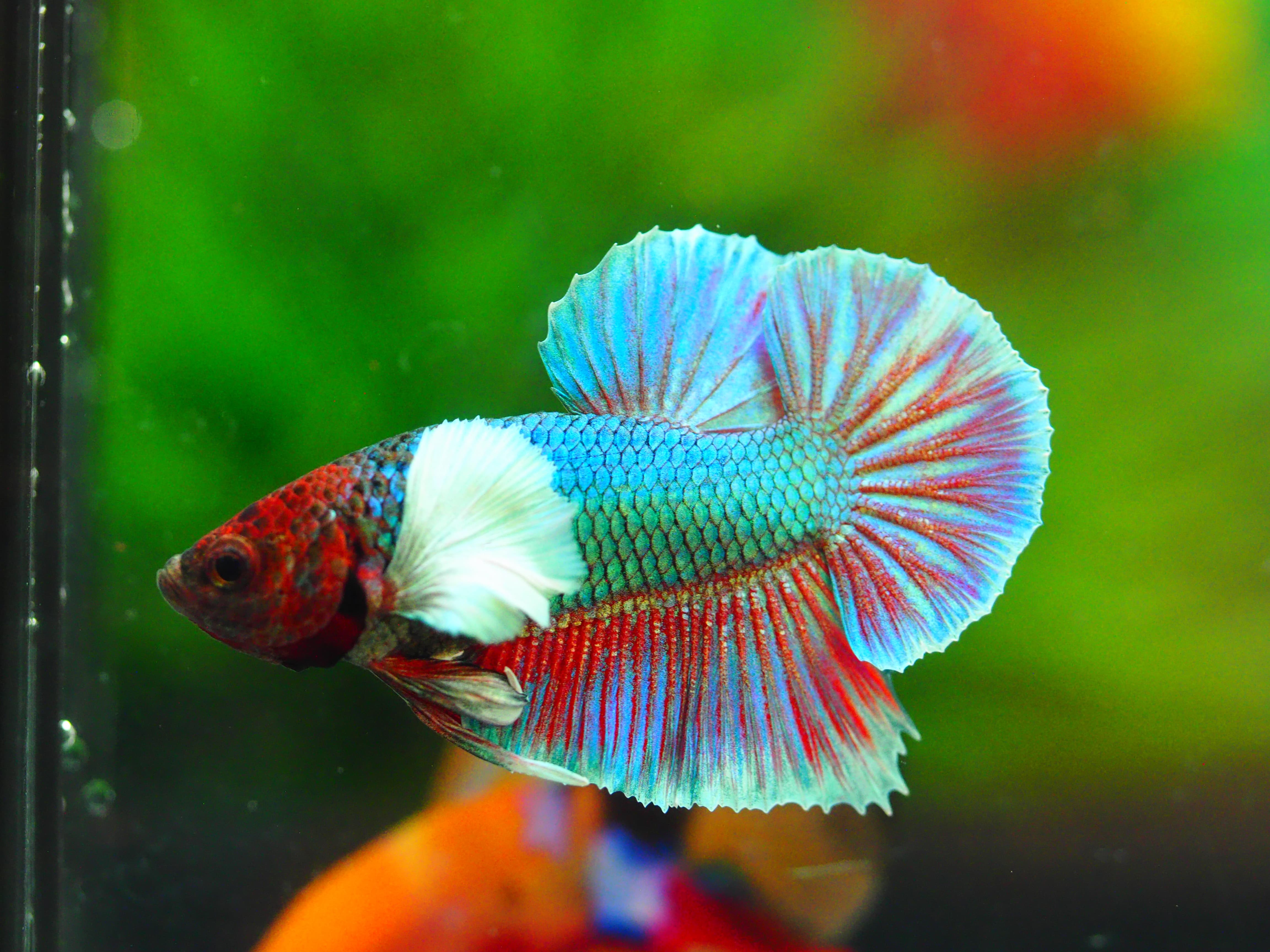 HMPK DUMBO MALE GRADE A+++