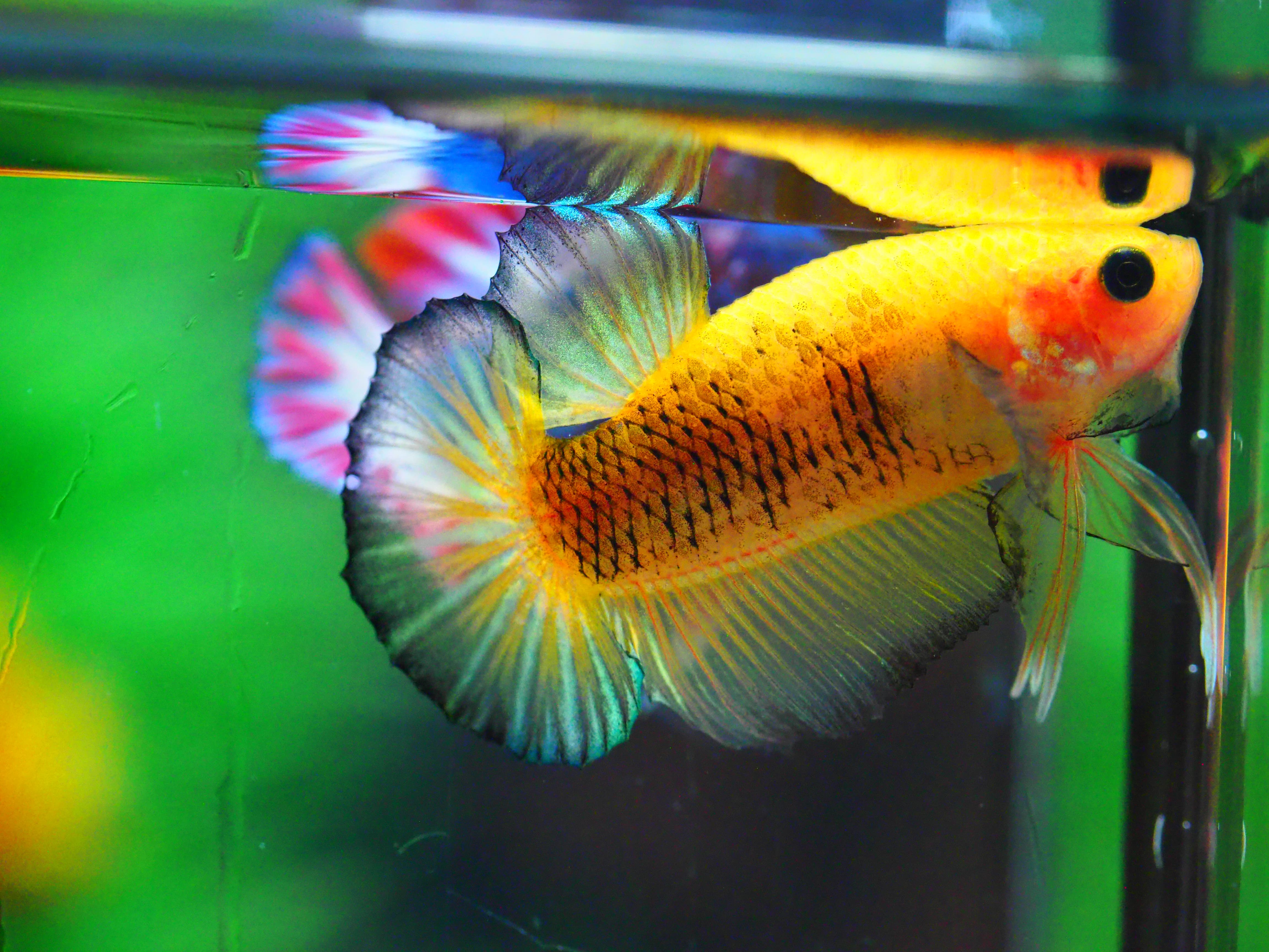 HMPK FANCY MALE GRADE A +++