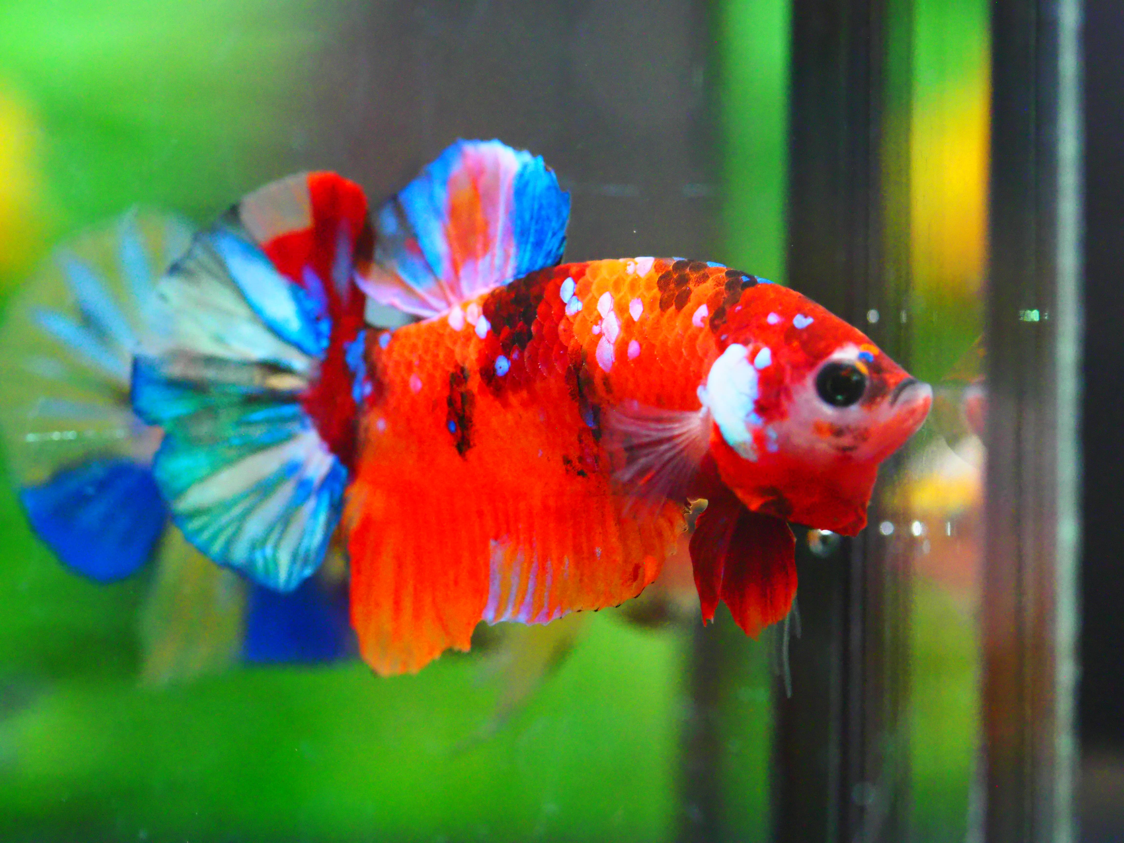 HMPK NEMO GALAXY MALE GRADE A +++