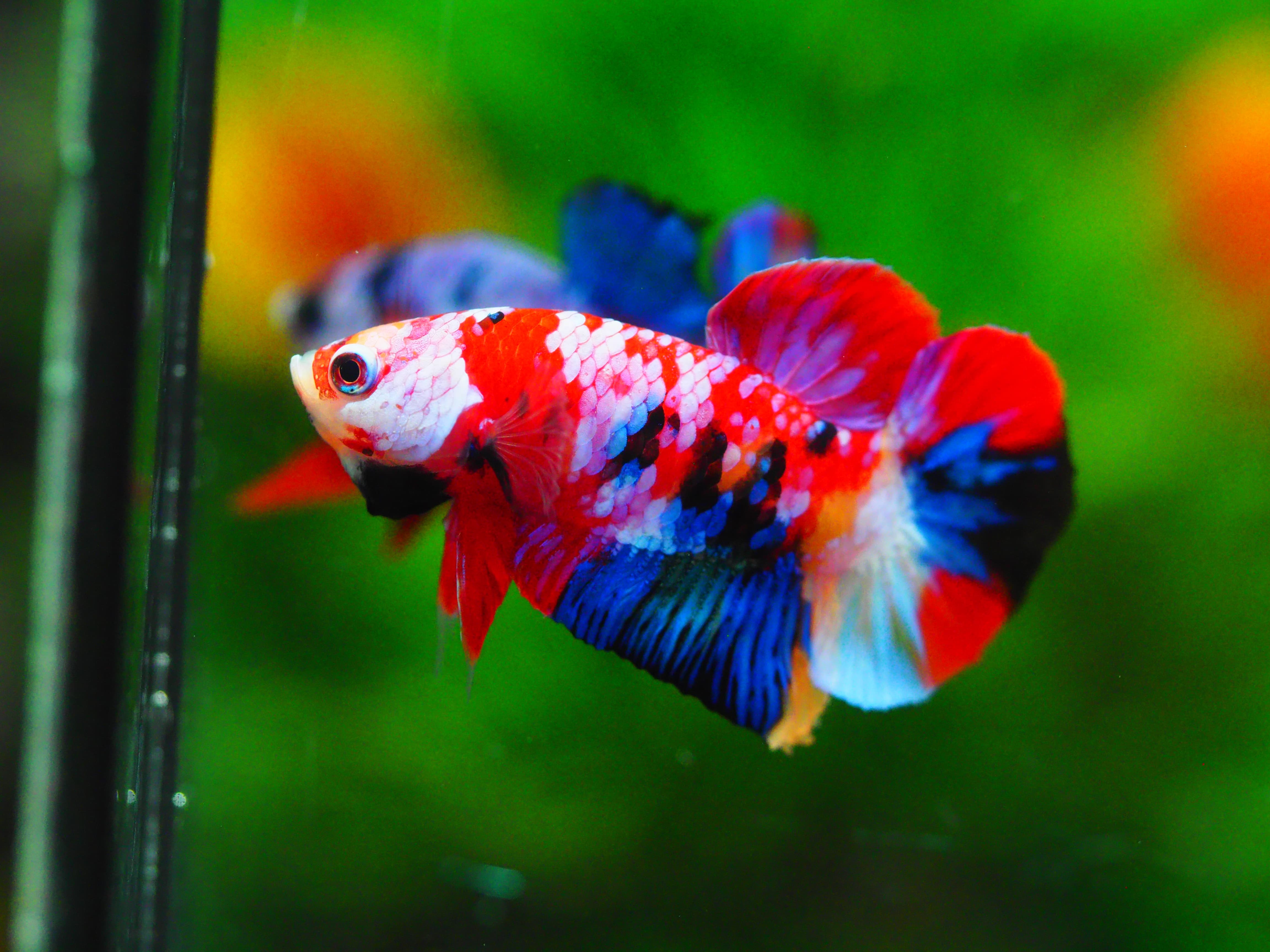 HMPK KOI GALAXY MALE GRADE A +++