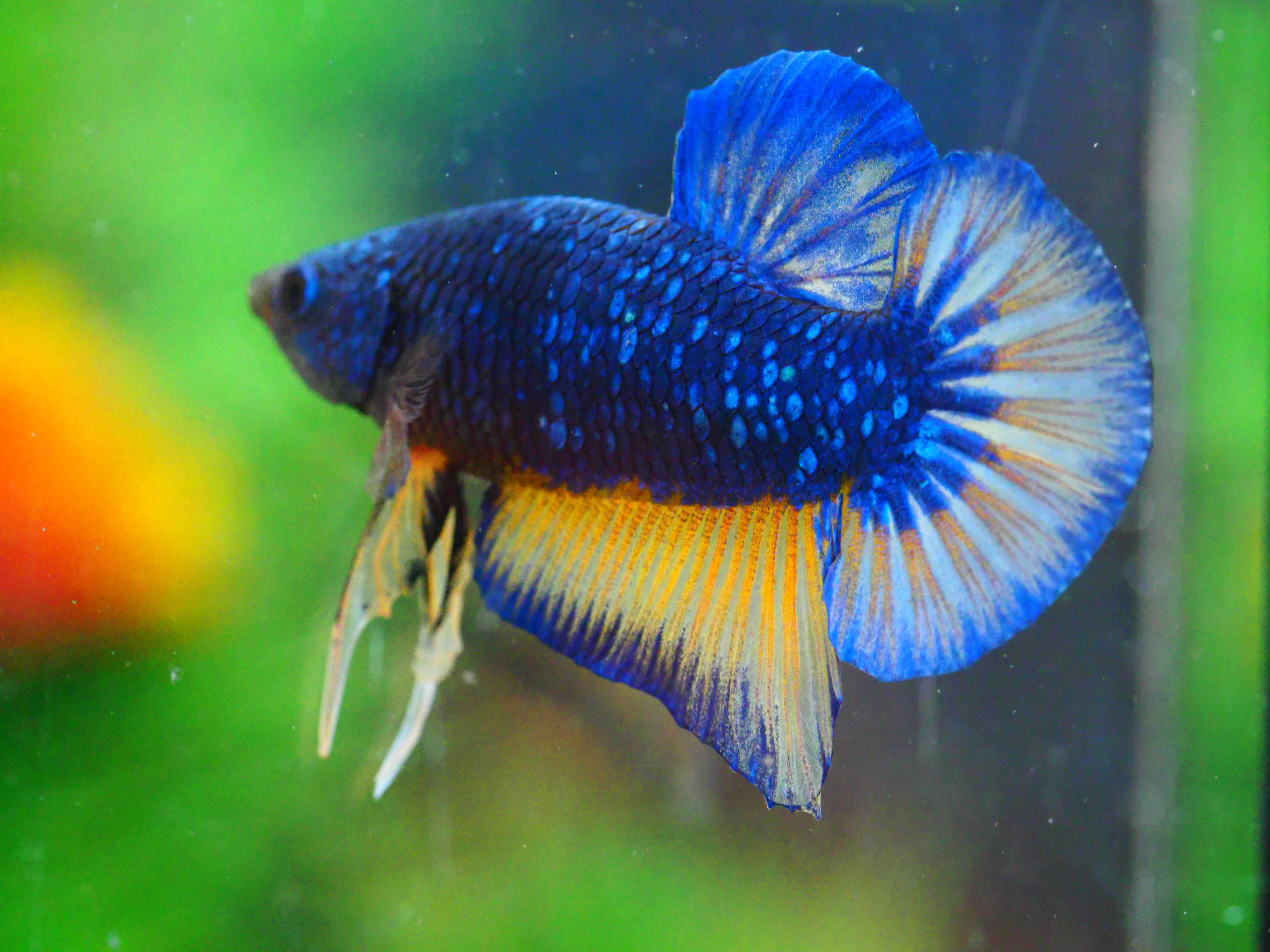 HMPK FANCY MALE GRADE A +++