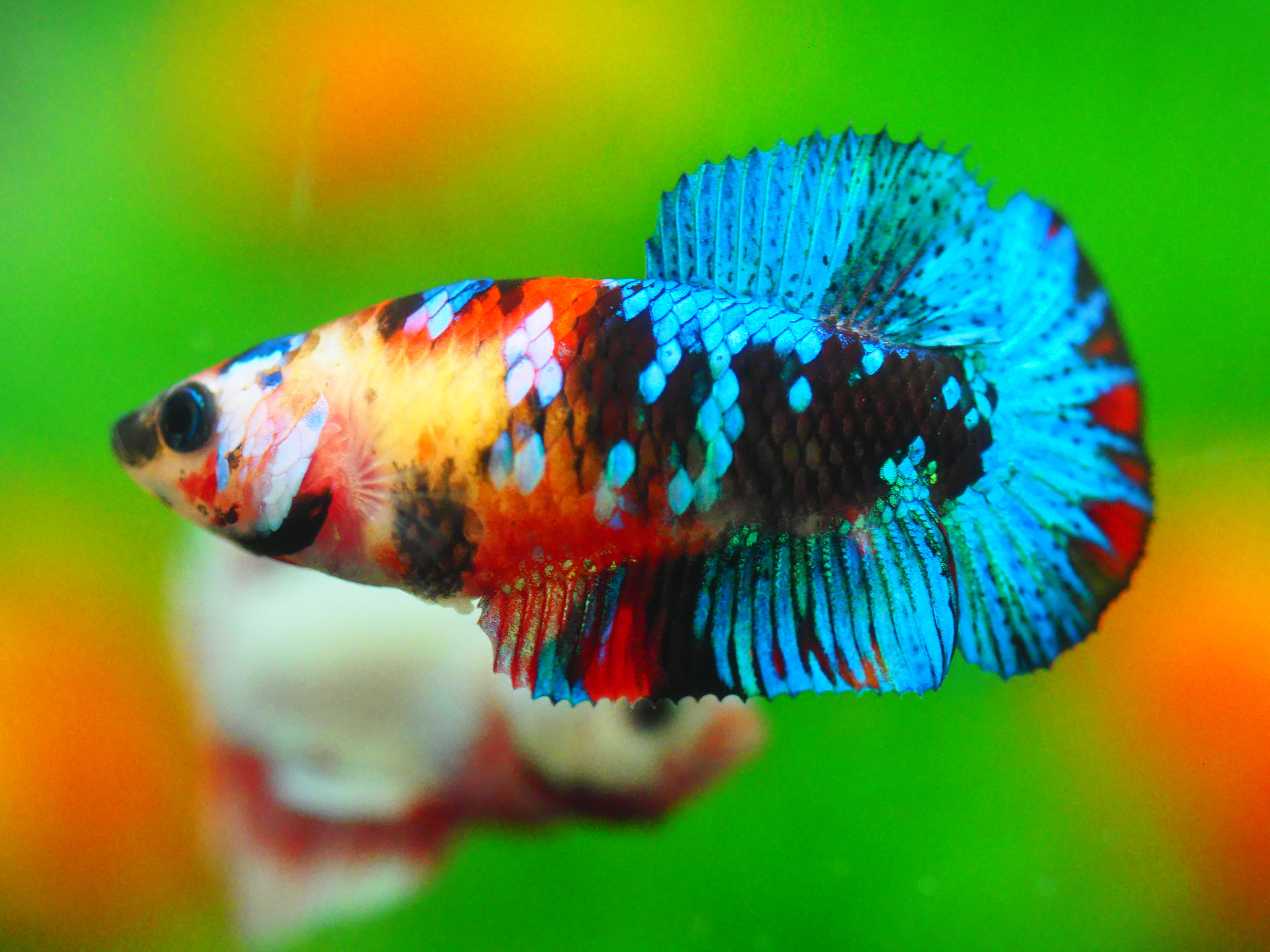 HMPK KOI GALAXY FN MALE GRADE A +++ ไมมีตะเกรียบ