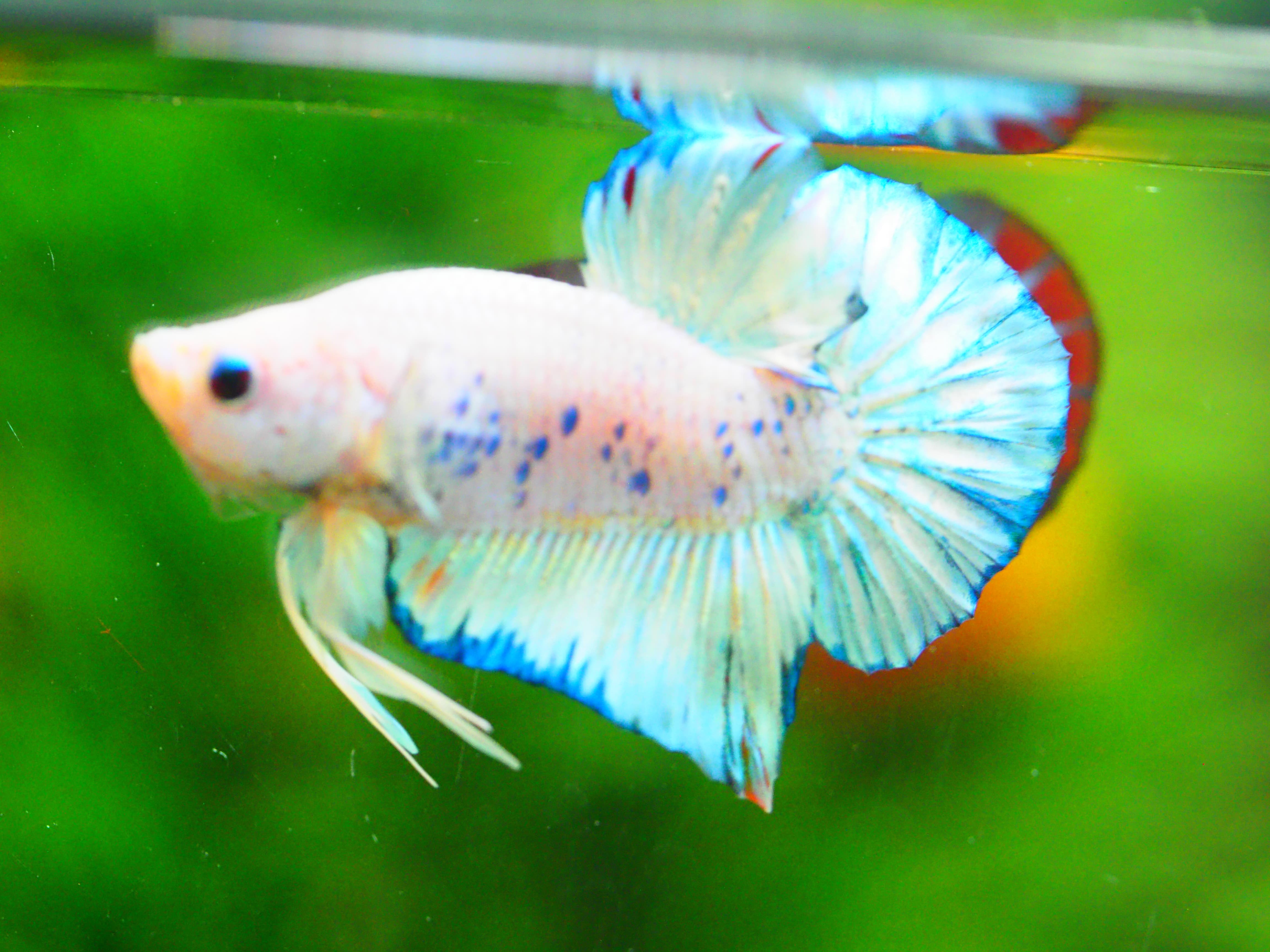 HMPK FANCY MALE GRADE A +++