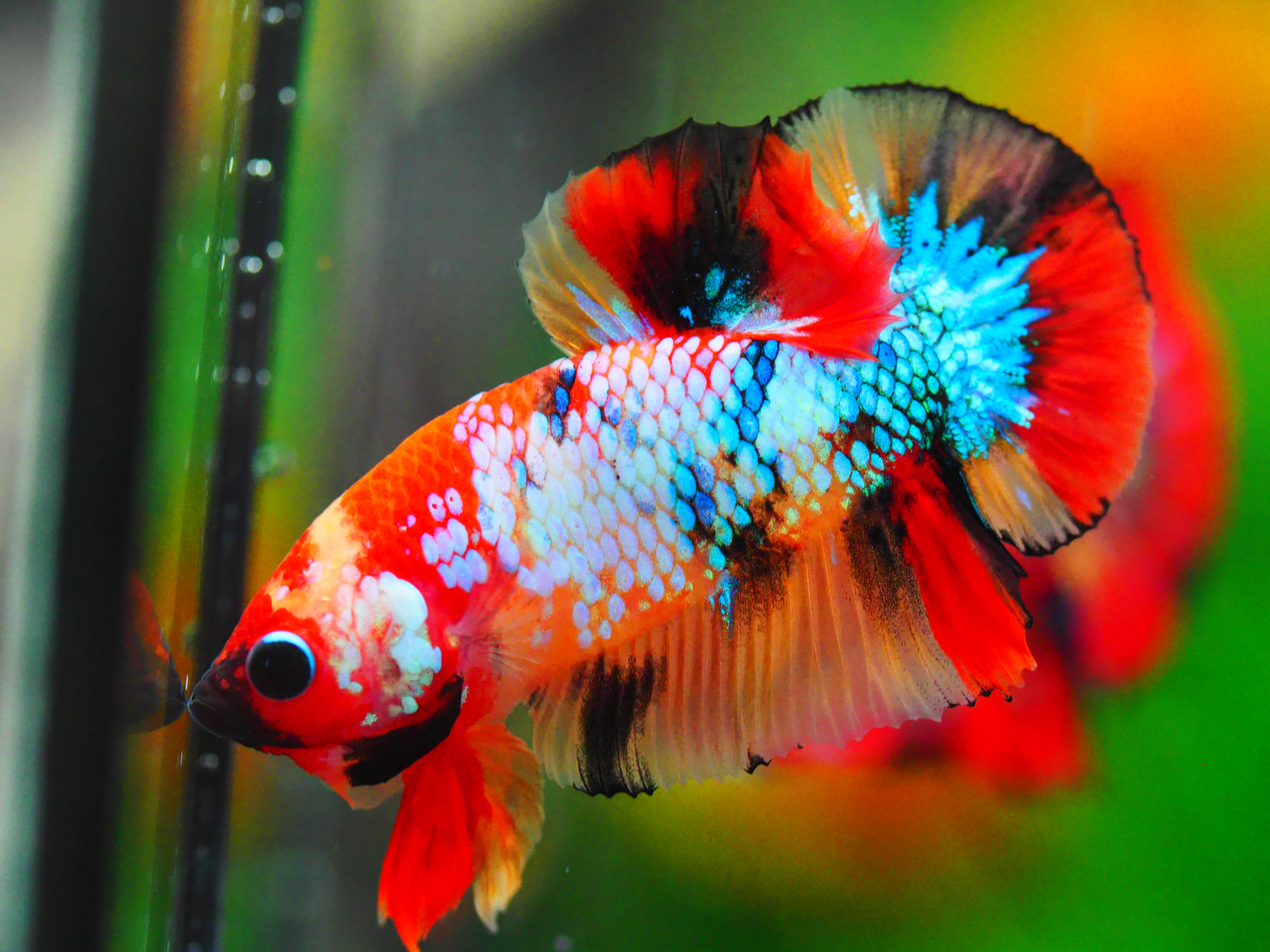 HMPK NEMO GALAXY MALE GRADE A +++