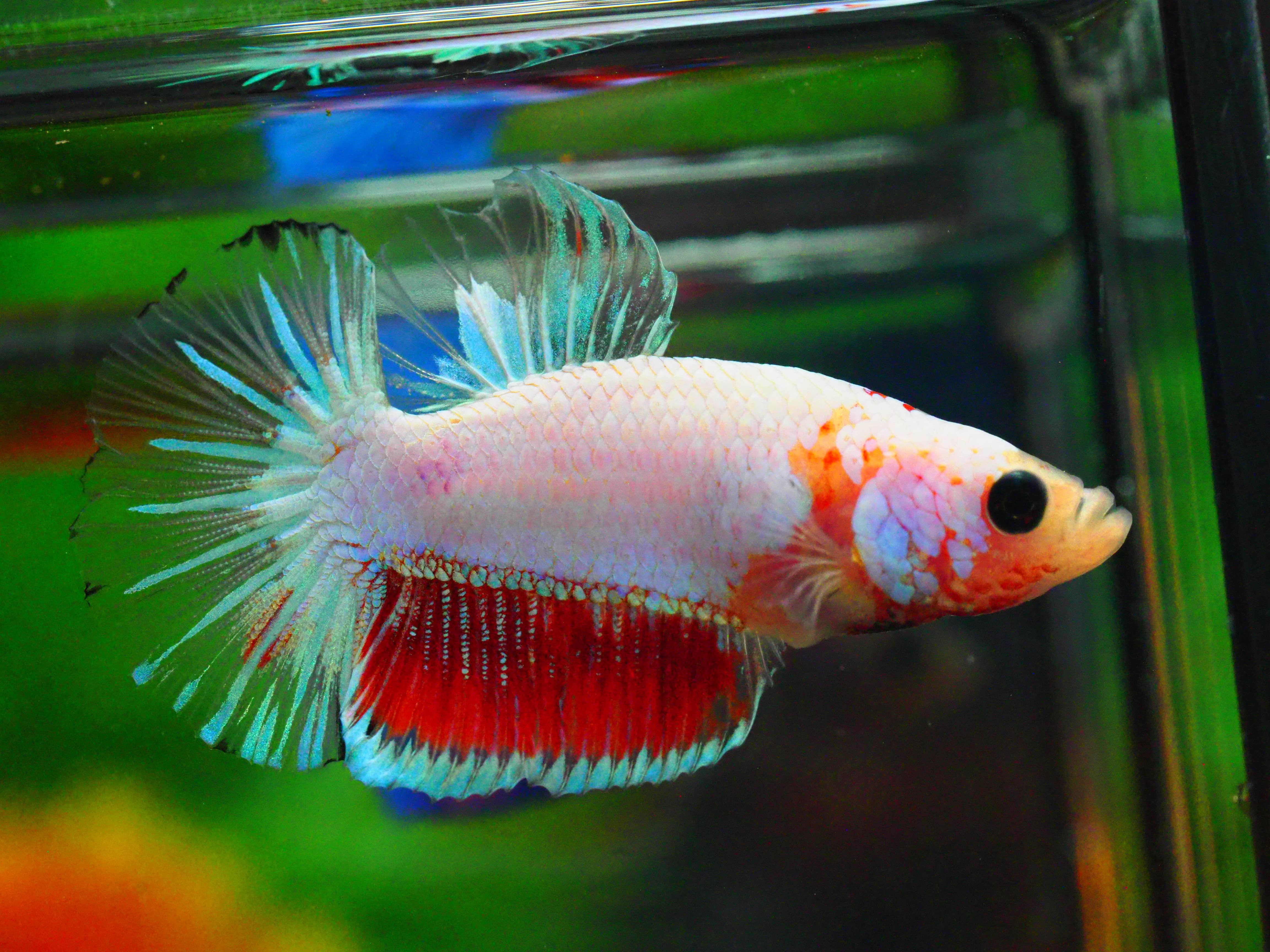 HMPK FANCY MALE ไม่มีตะเกียบ