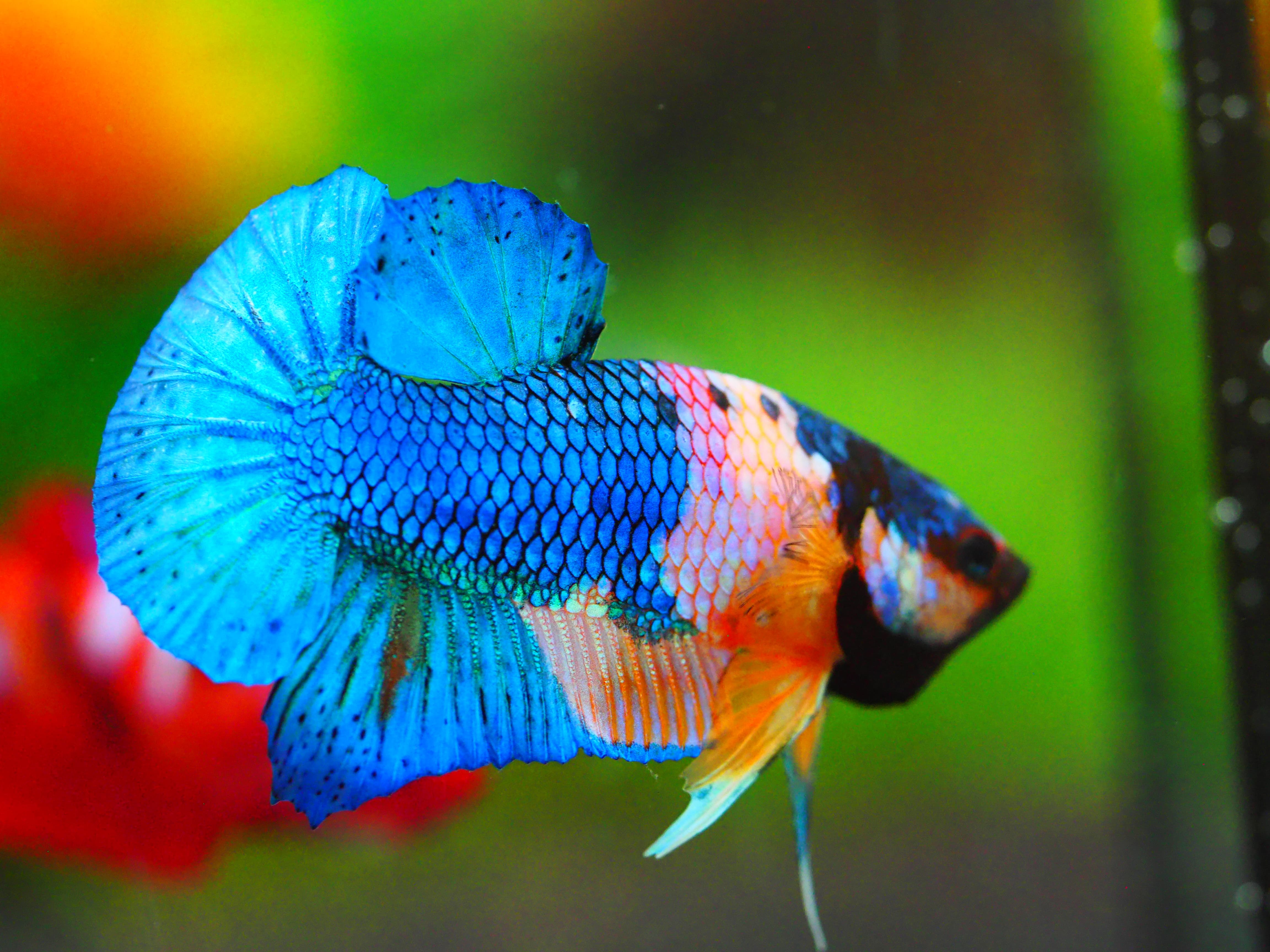 HMPK KOI GALAXY MALE GRADE A +++