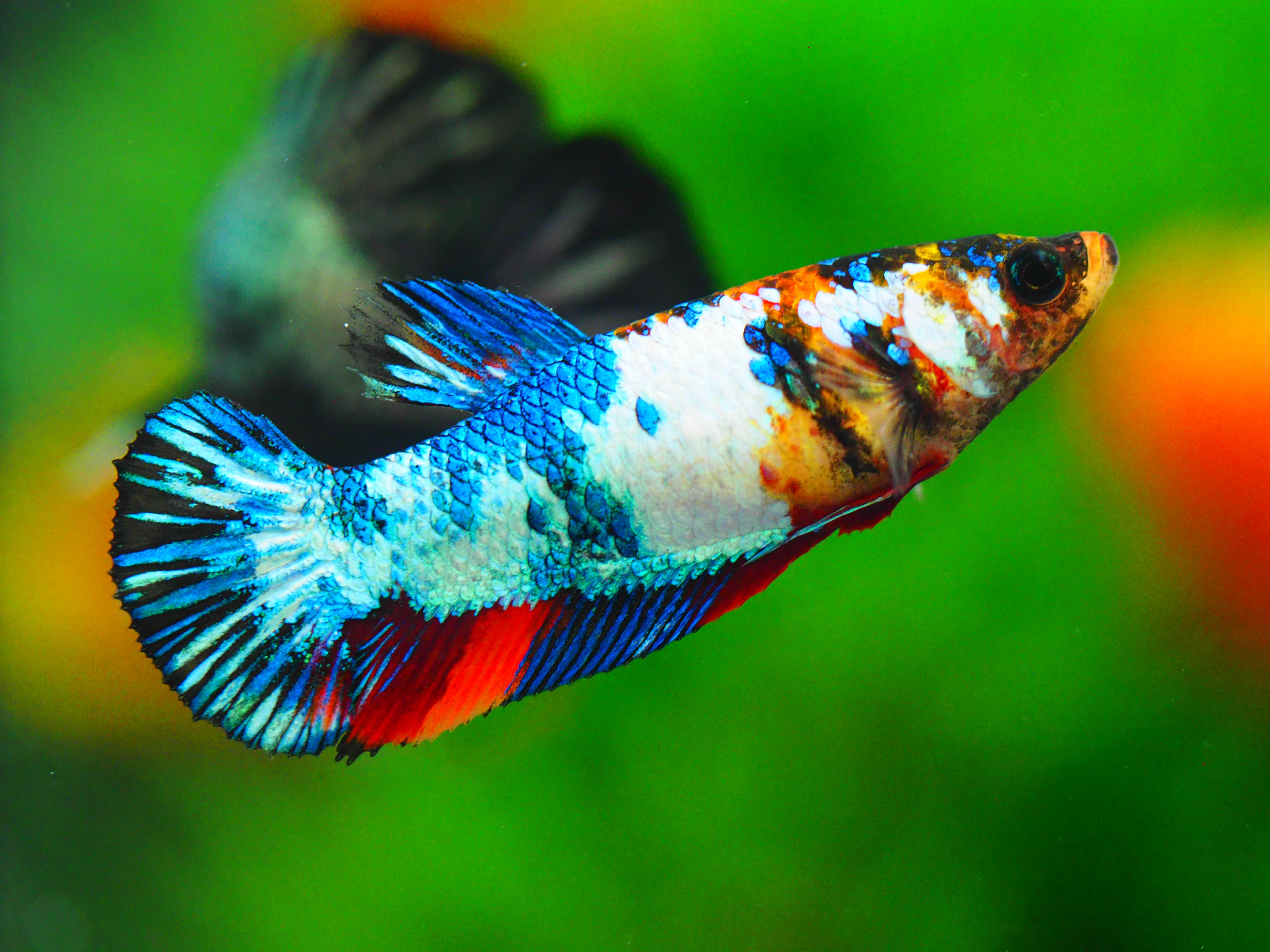 HMPK KOI GLAXY GRADE A++ FEMALE