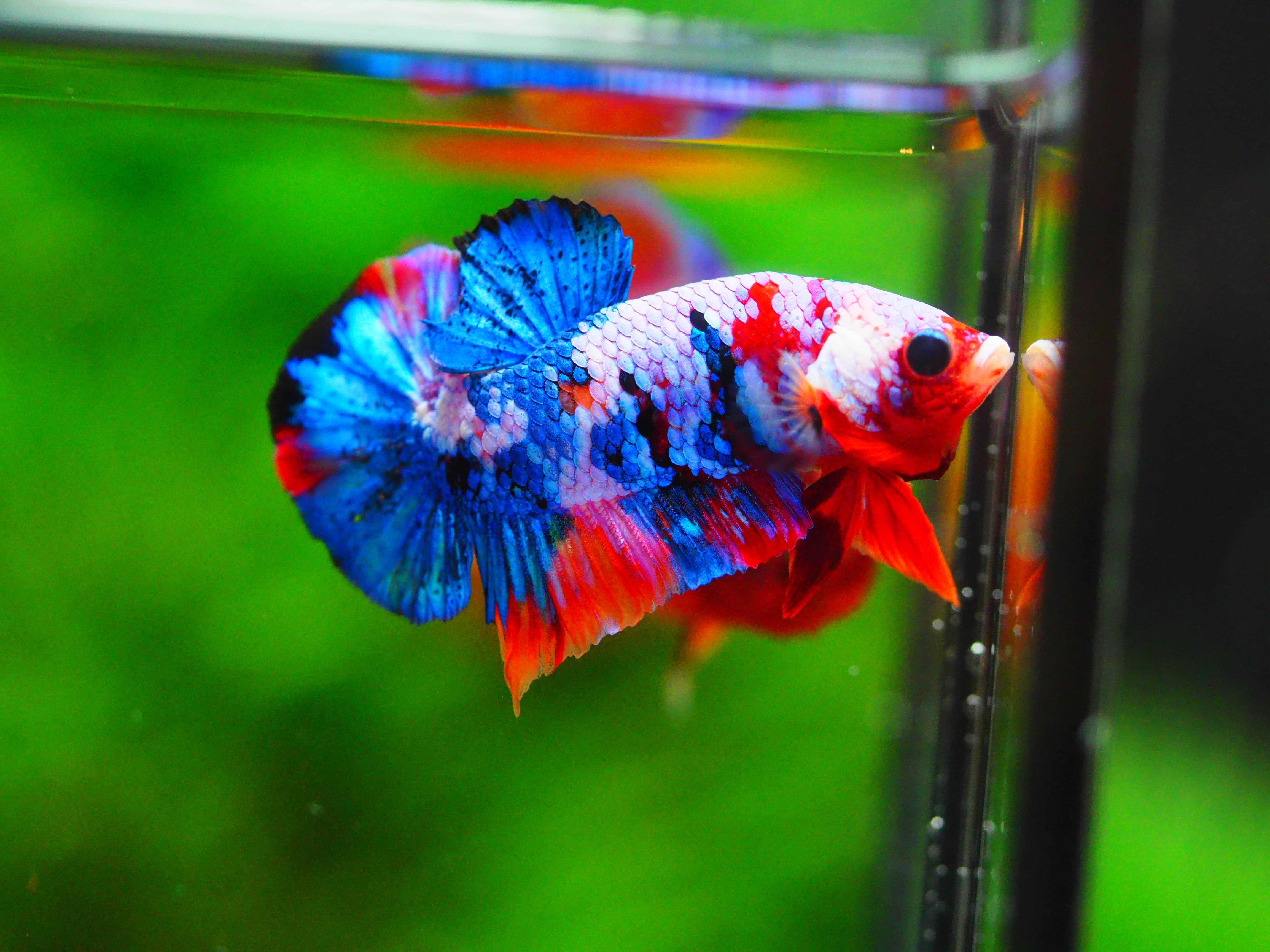 HMPK KOI GALAXY MALE GRADE A +++