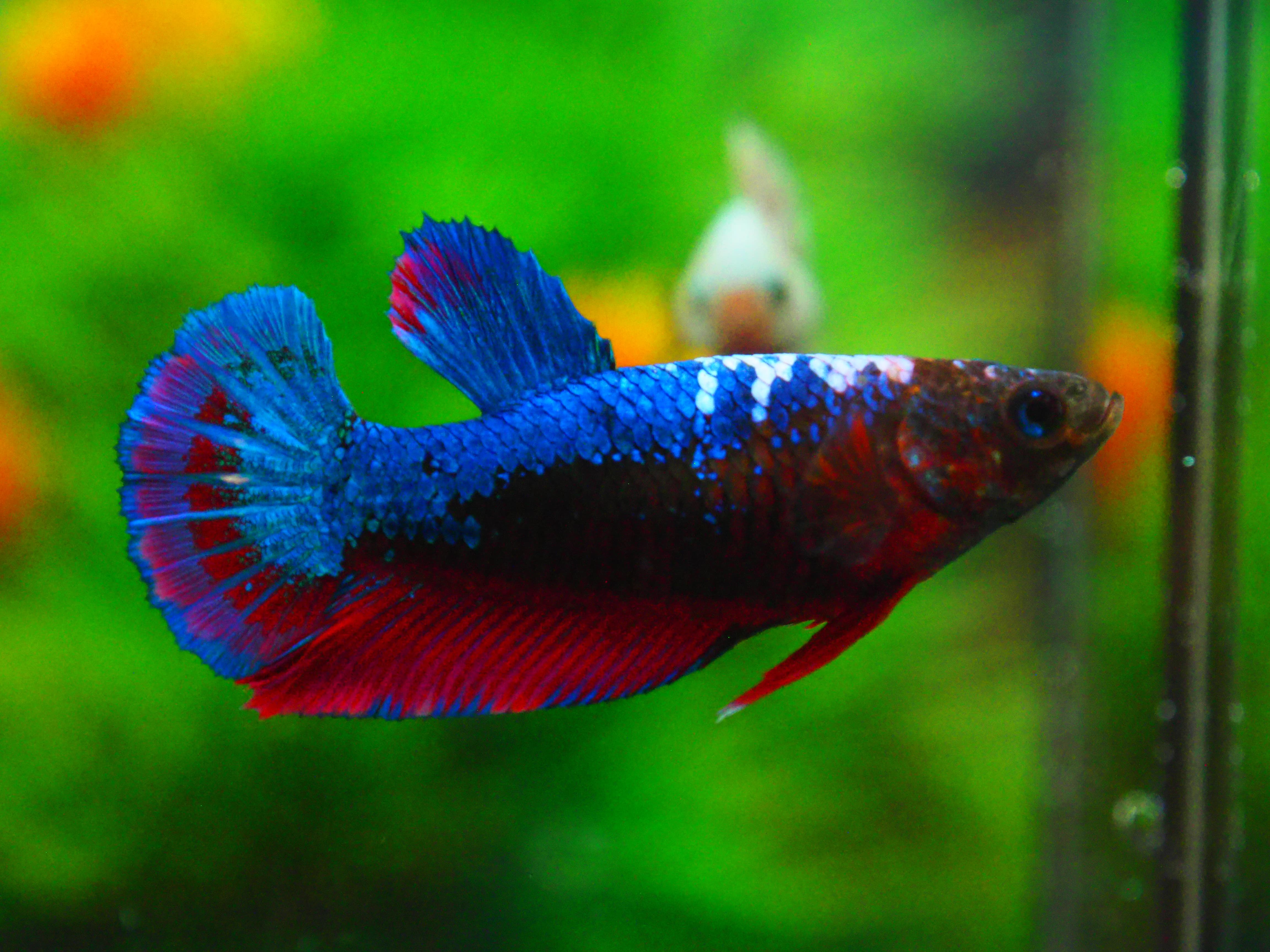 HMPK FANCY FN MALE GRADE A +++