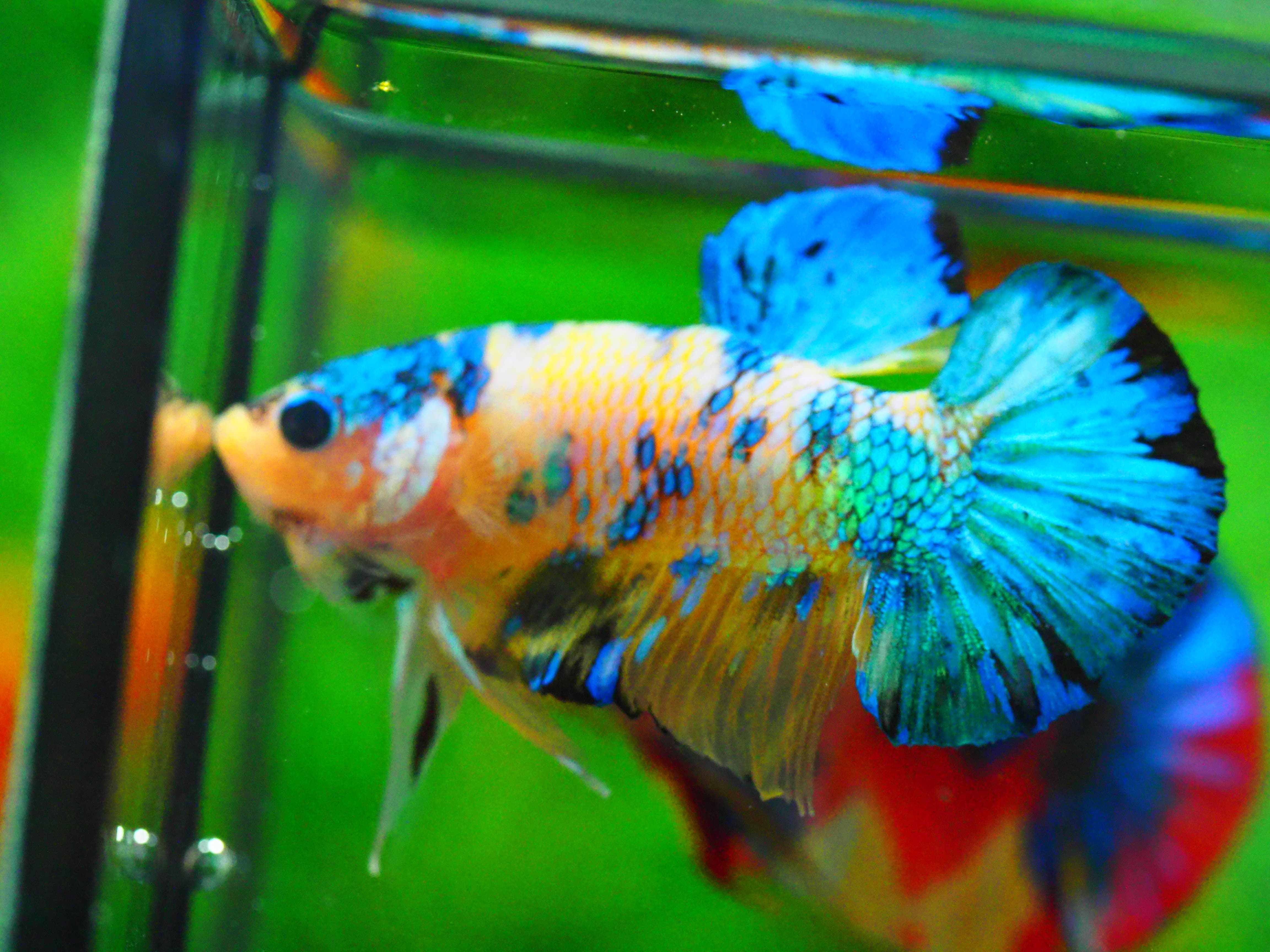 HMPK KOI YELLOW MALE GRADE A +++