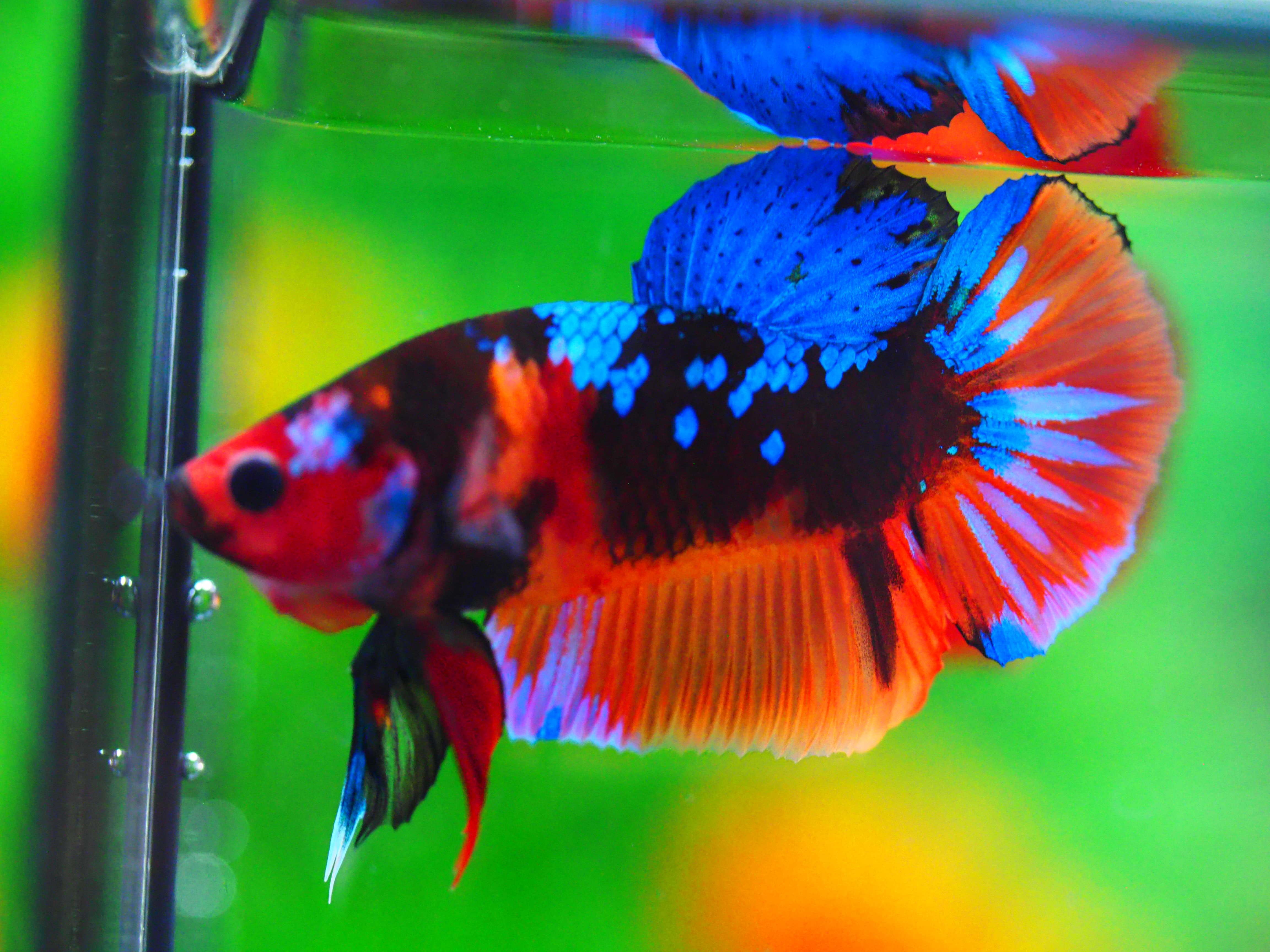 HMPK NEMO GALAXY MALE GRADE A +++